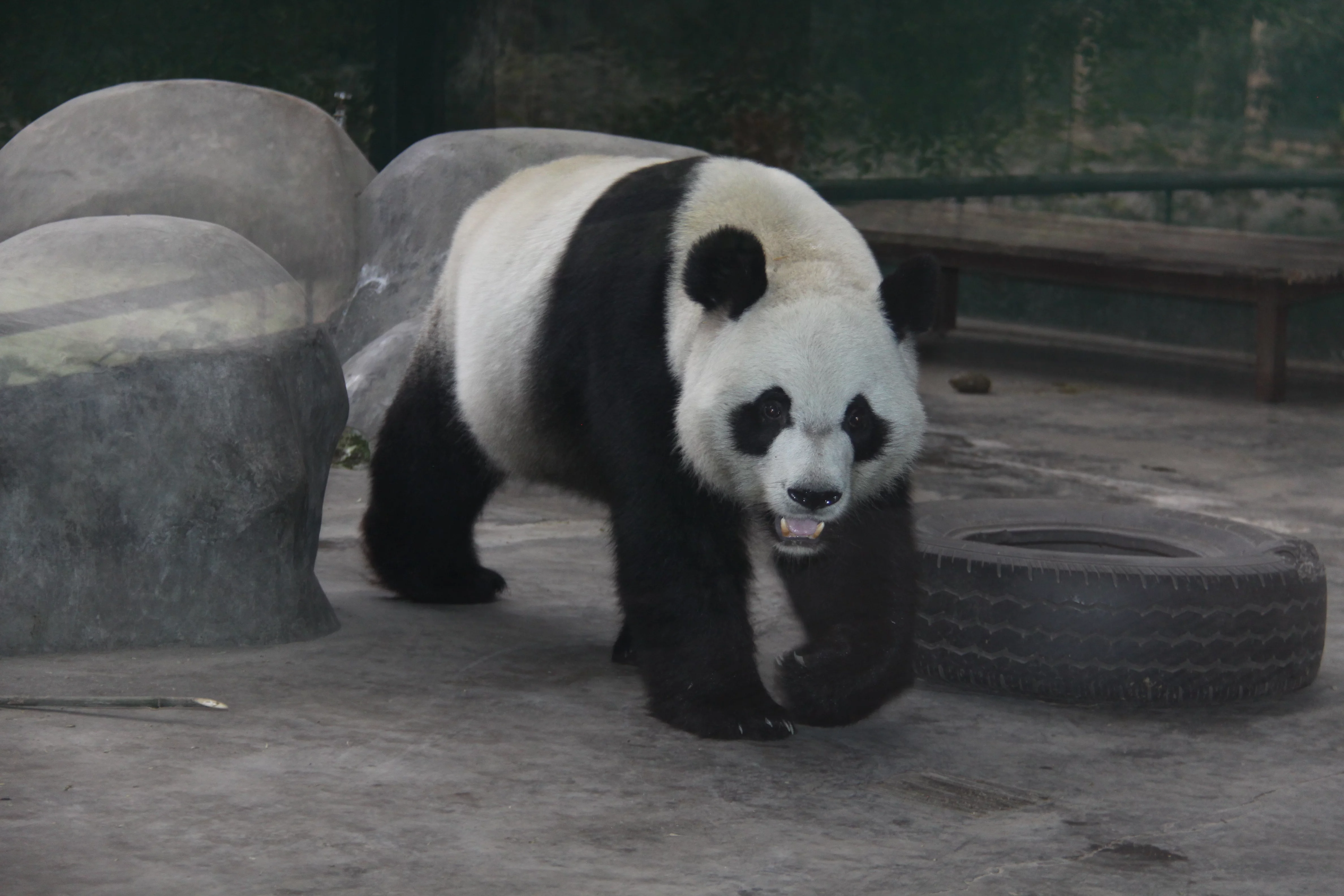 Chengdu Zoo