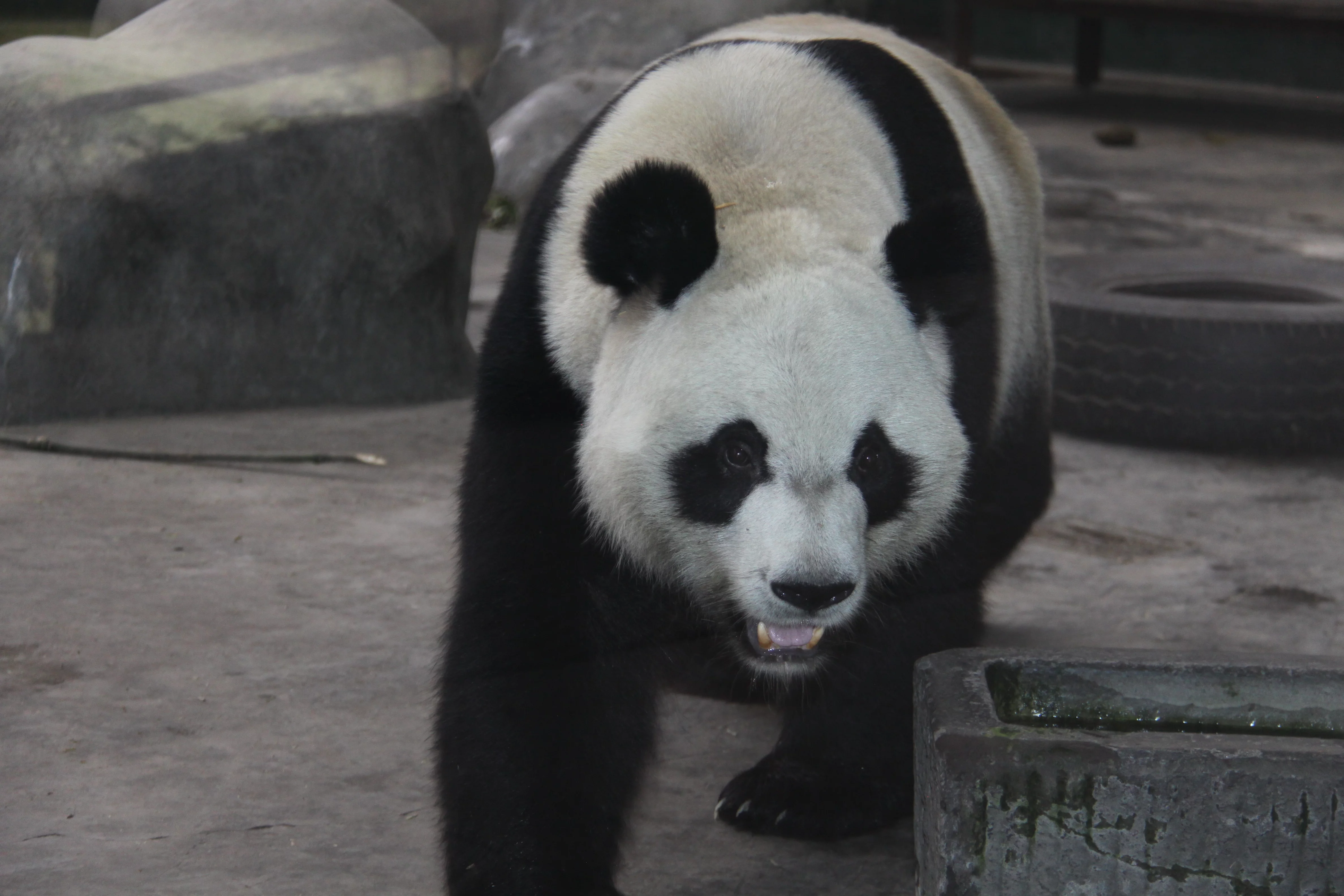 Chengdu Zoo