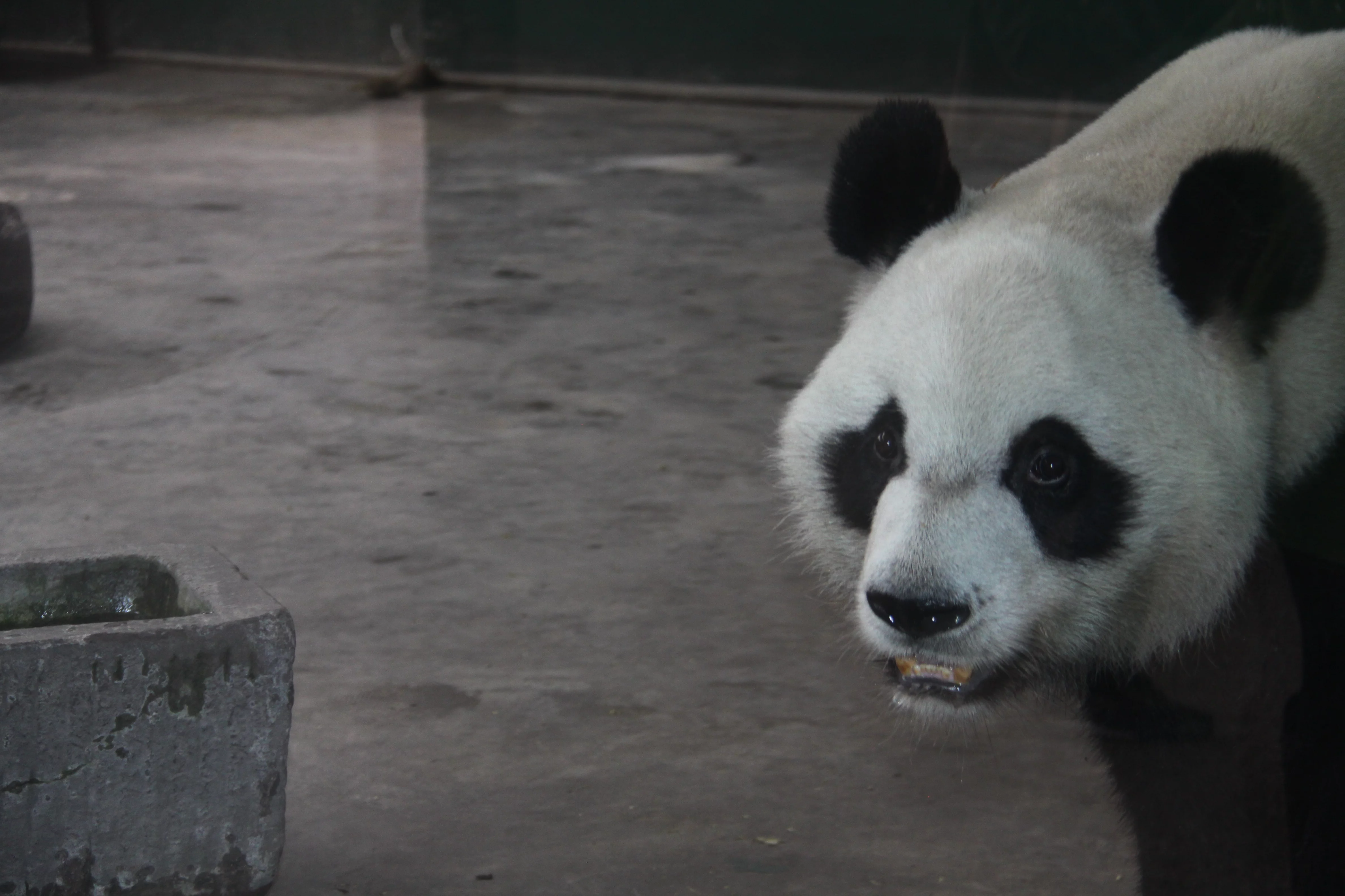 Chengdu Zoo