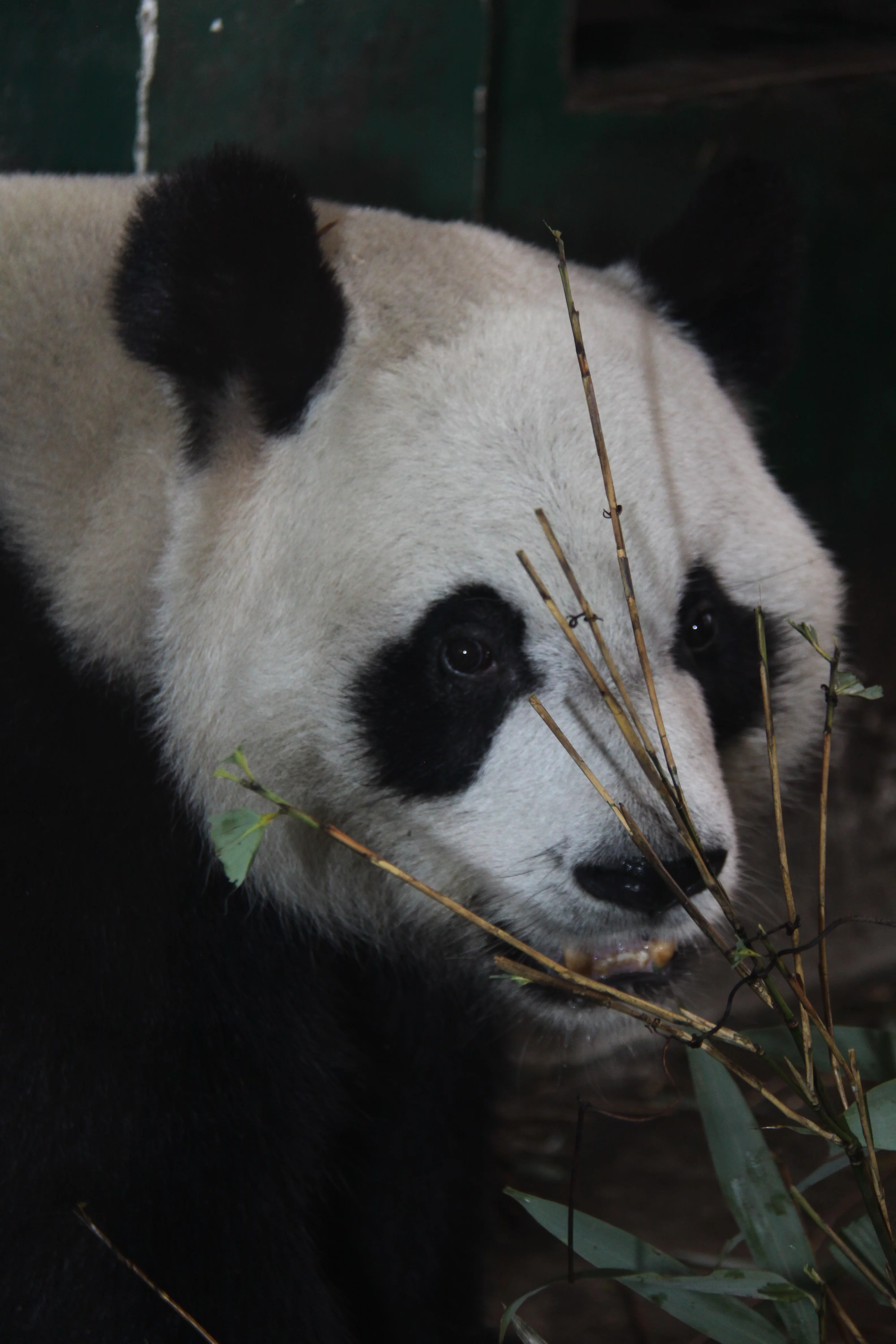 Chengdu Zoo
