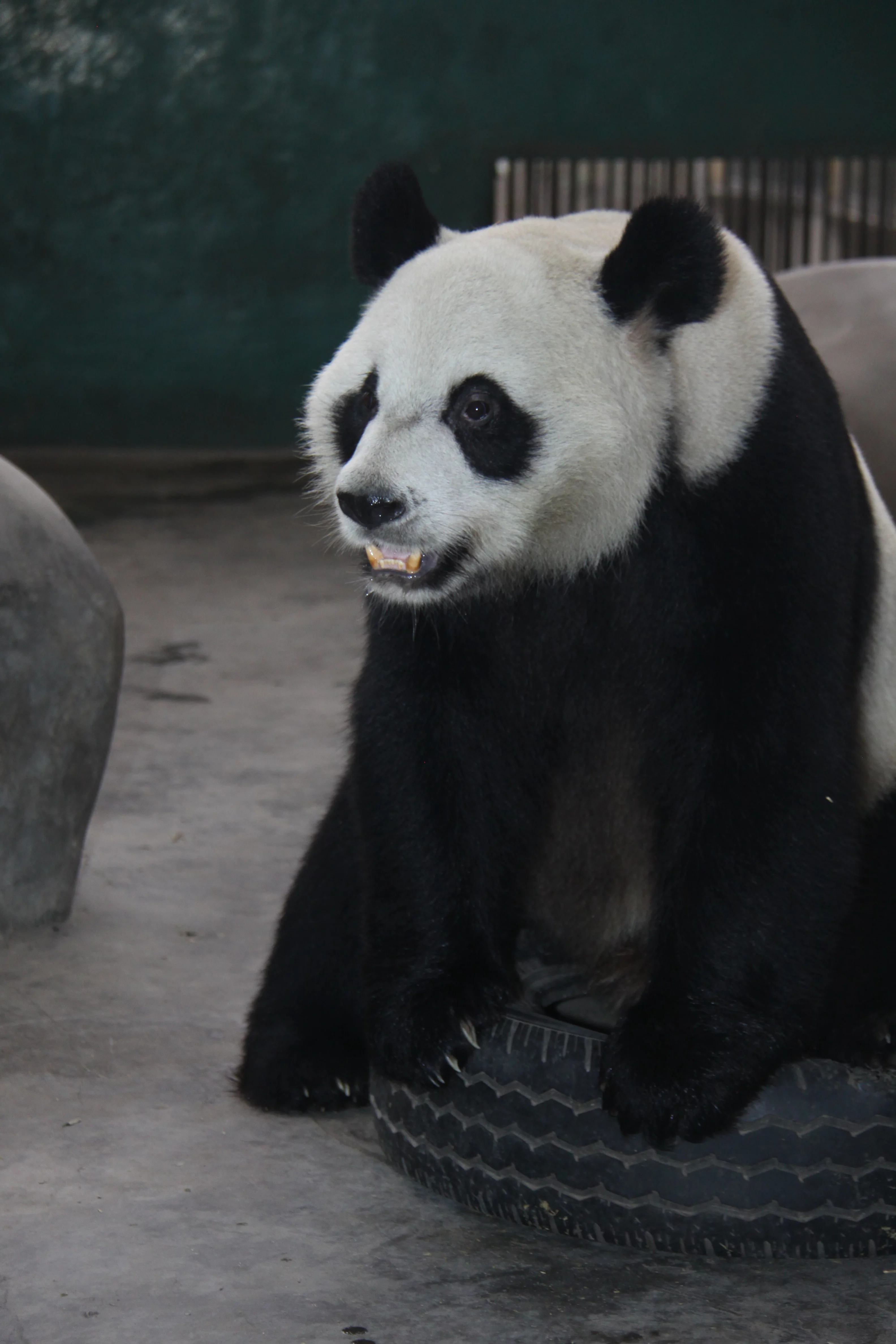 Chengdu Zoo