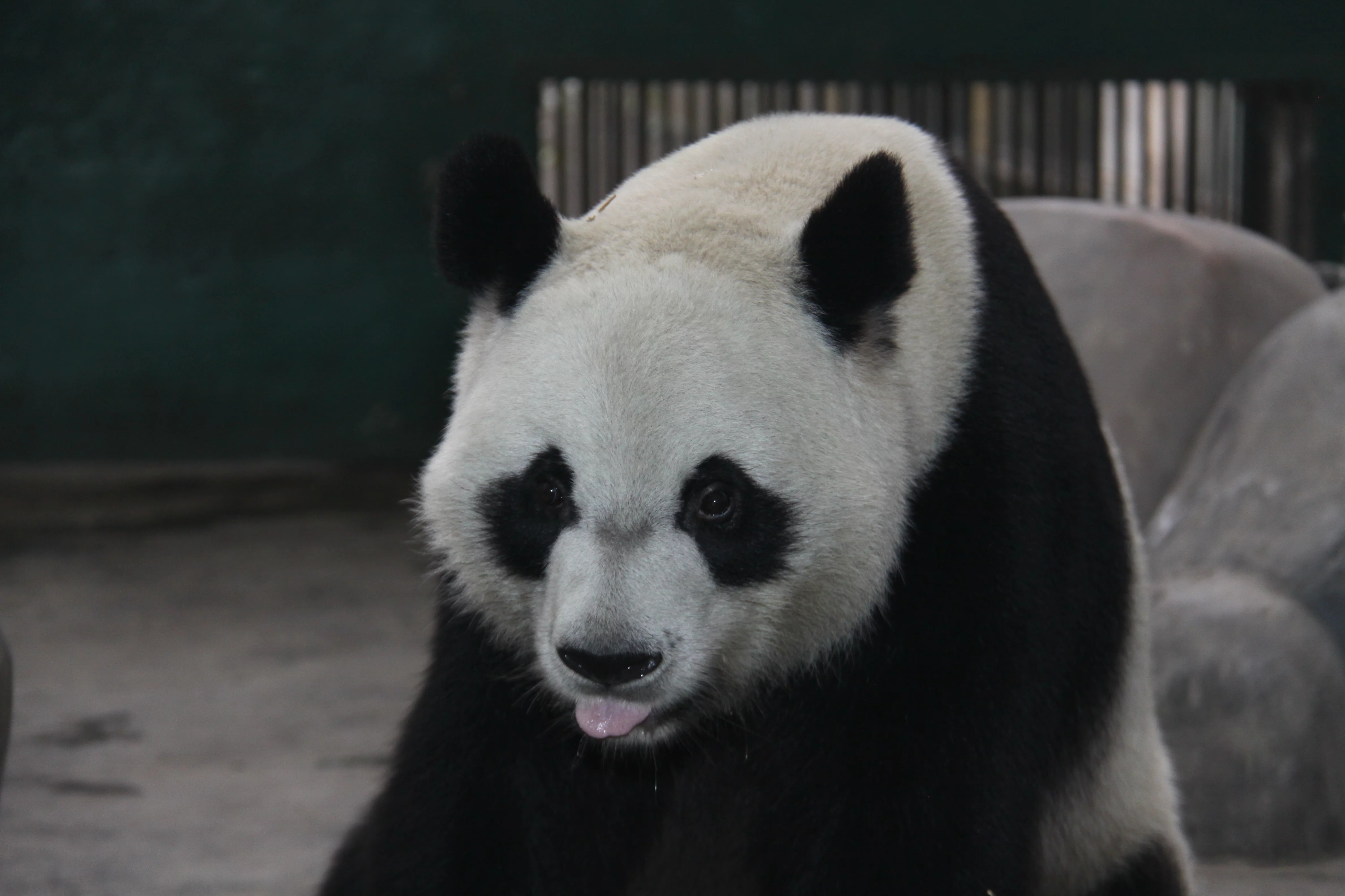 Chengdu Zoo