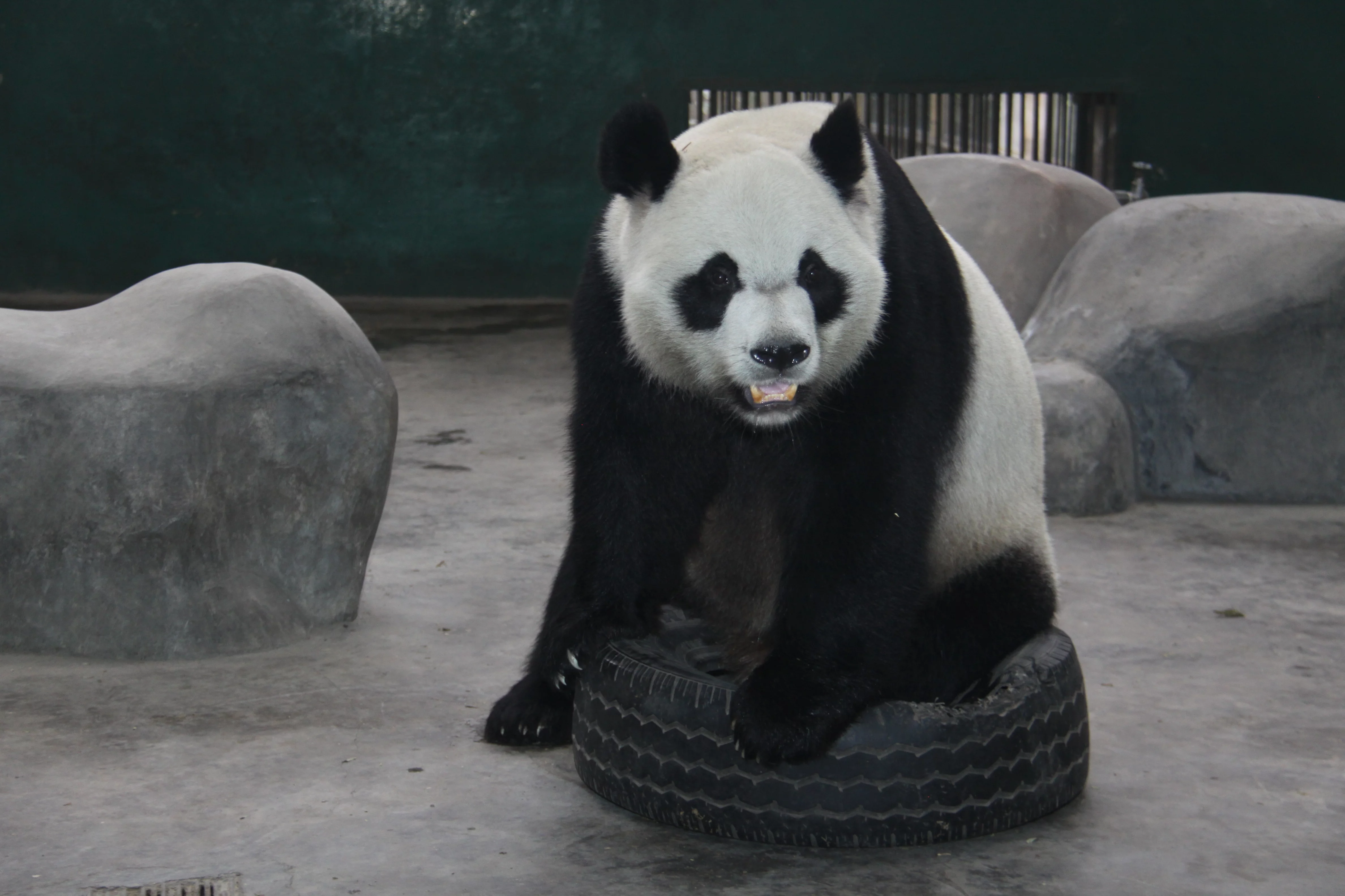 Chengdu Zoo
