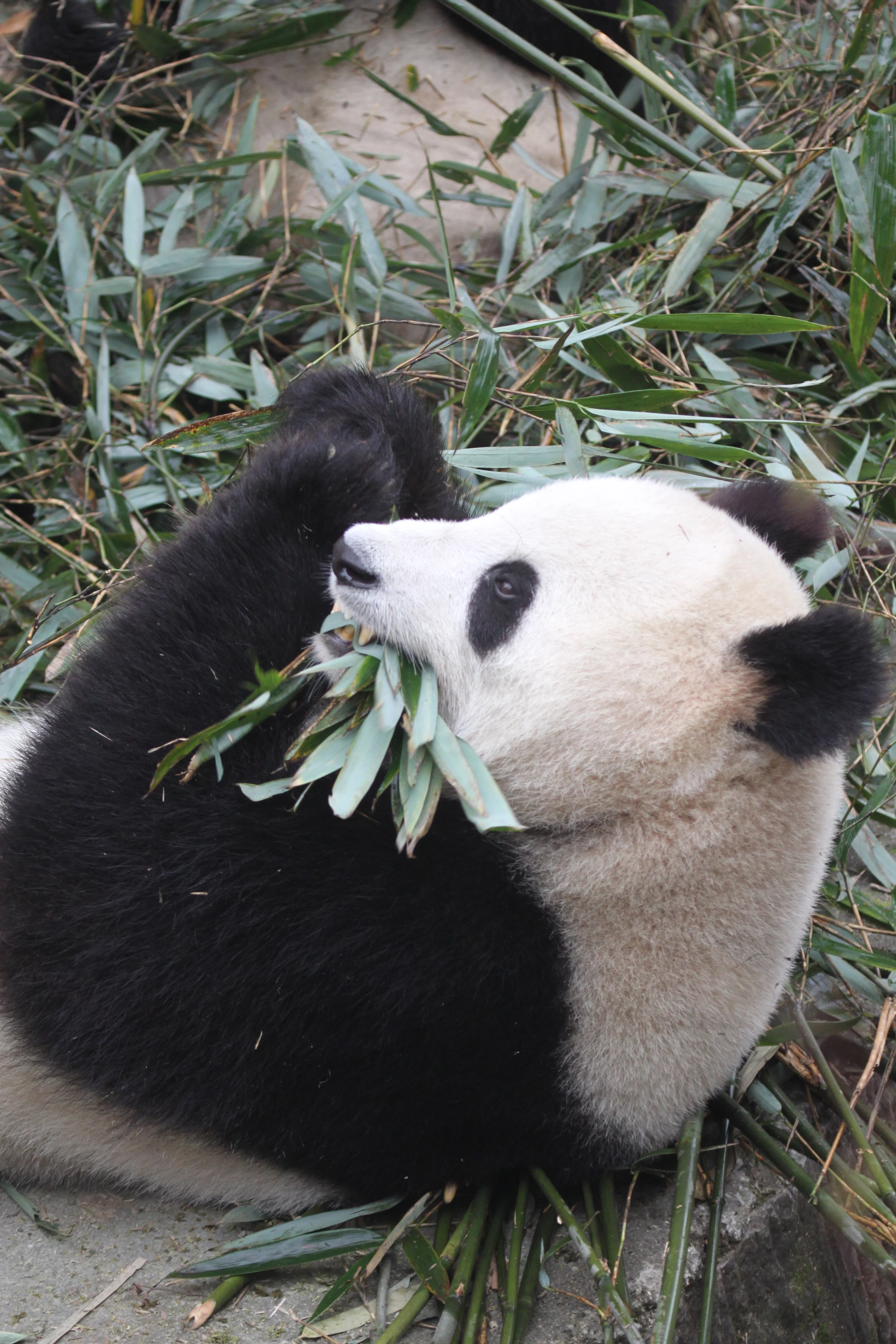 Chengdu Research Base of Giant Panda Breeding