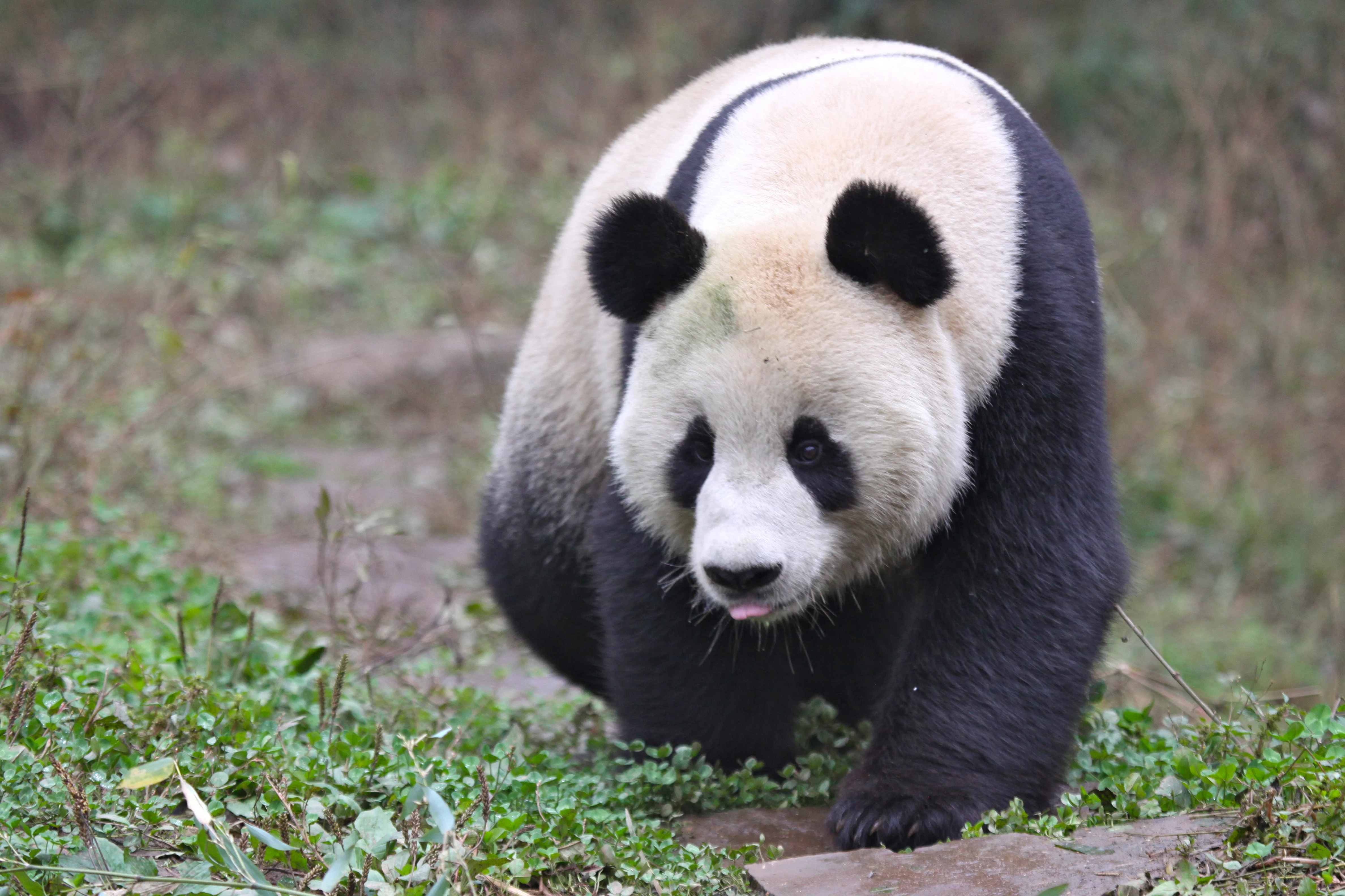 Ya'an Bi Feng Xia Base of CCRCGP