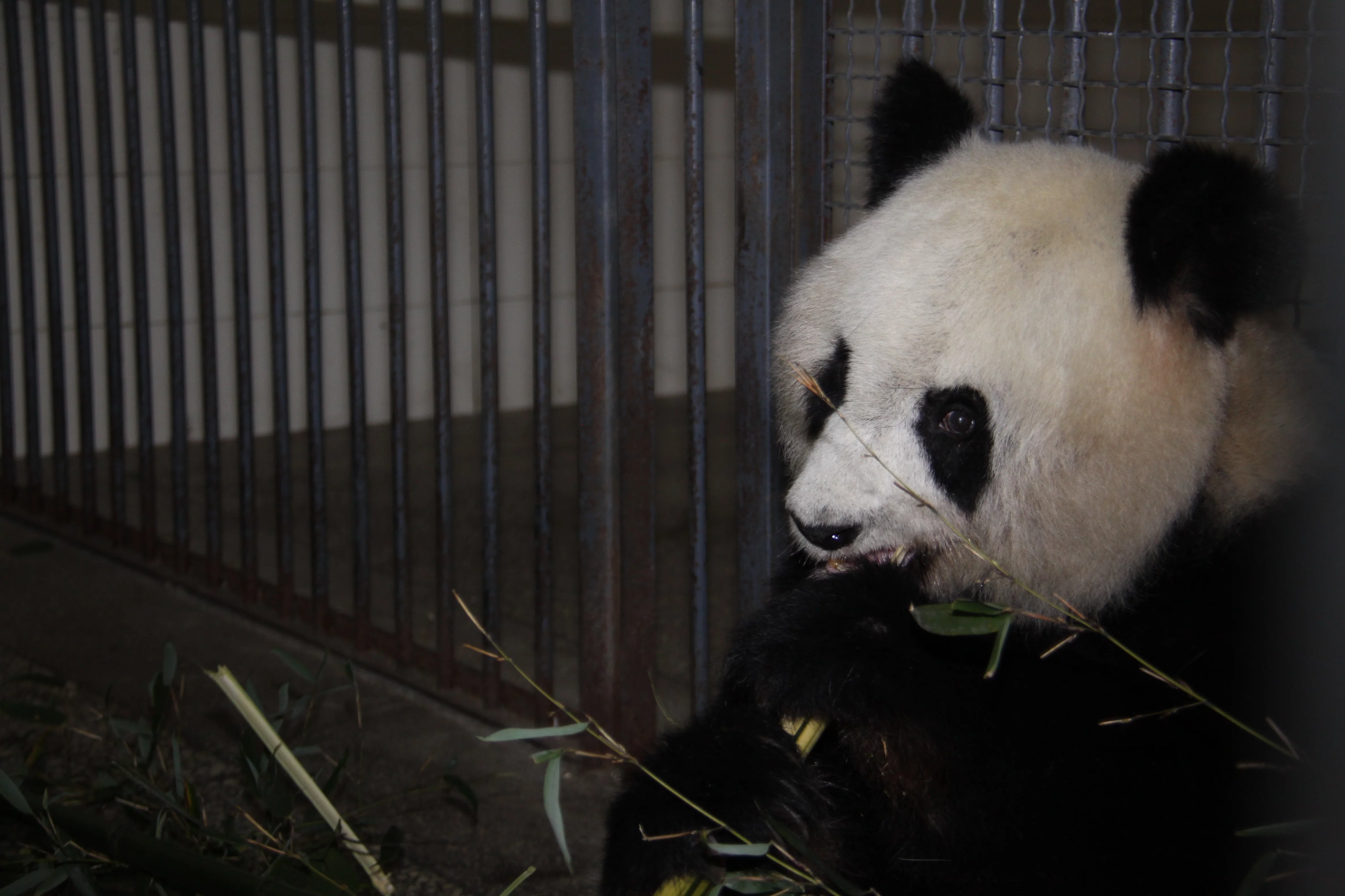 Ya'an Bi Feng Xia Base of CCRCGP