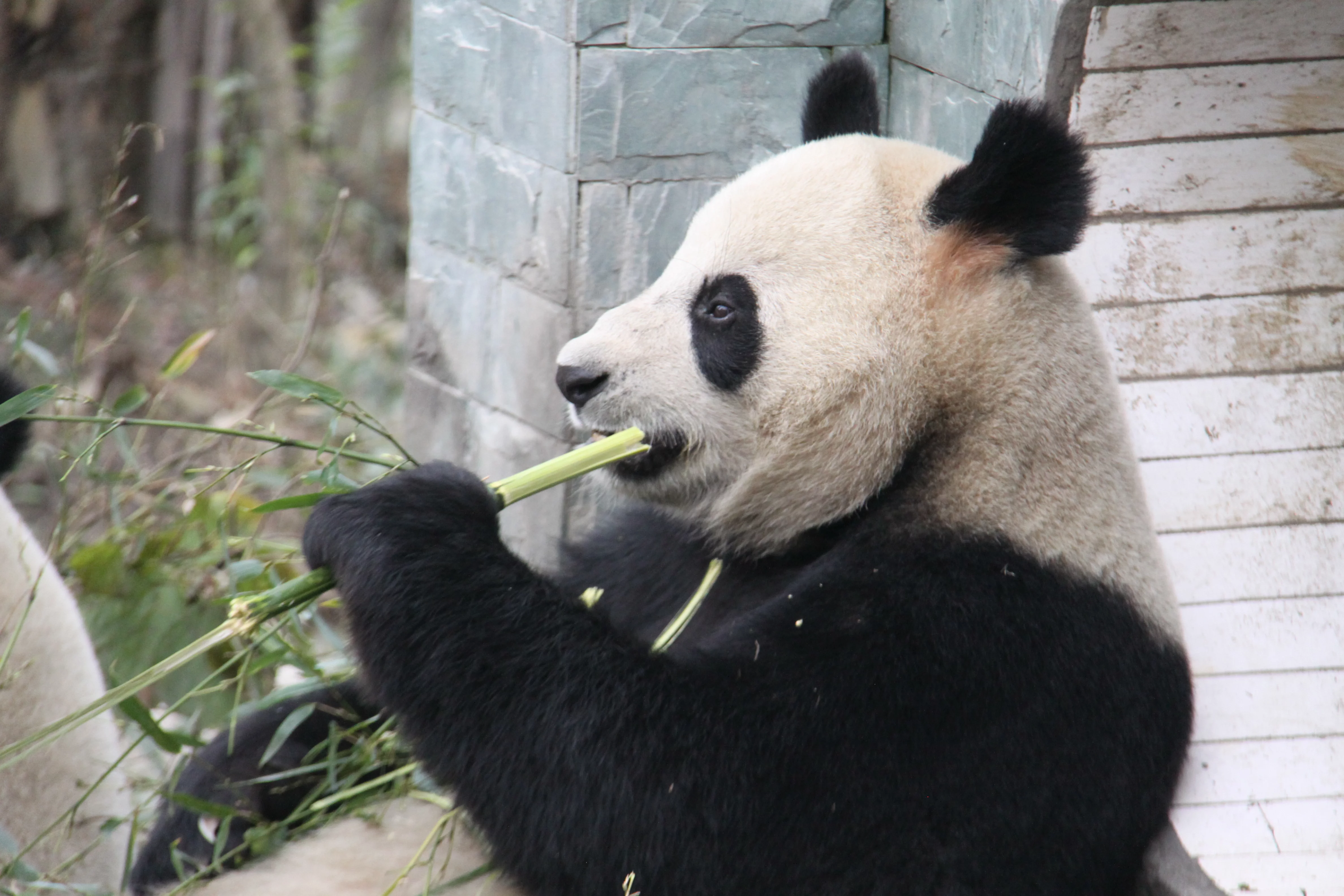 Ya'an Bi Feng Xia Base of CCRCGP