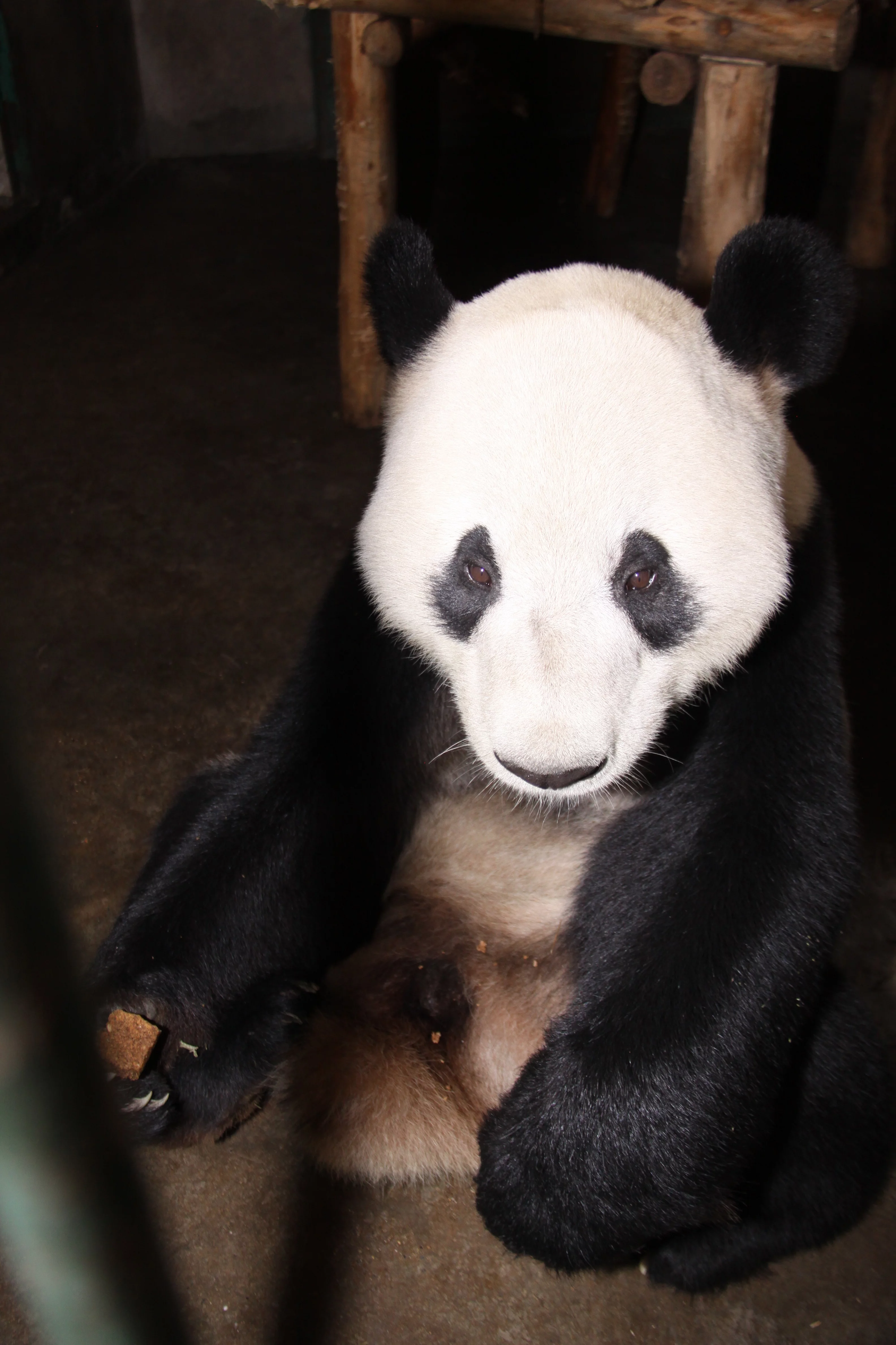 Chengdu Research Base of Giant Panda Breeding