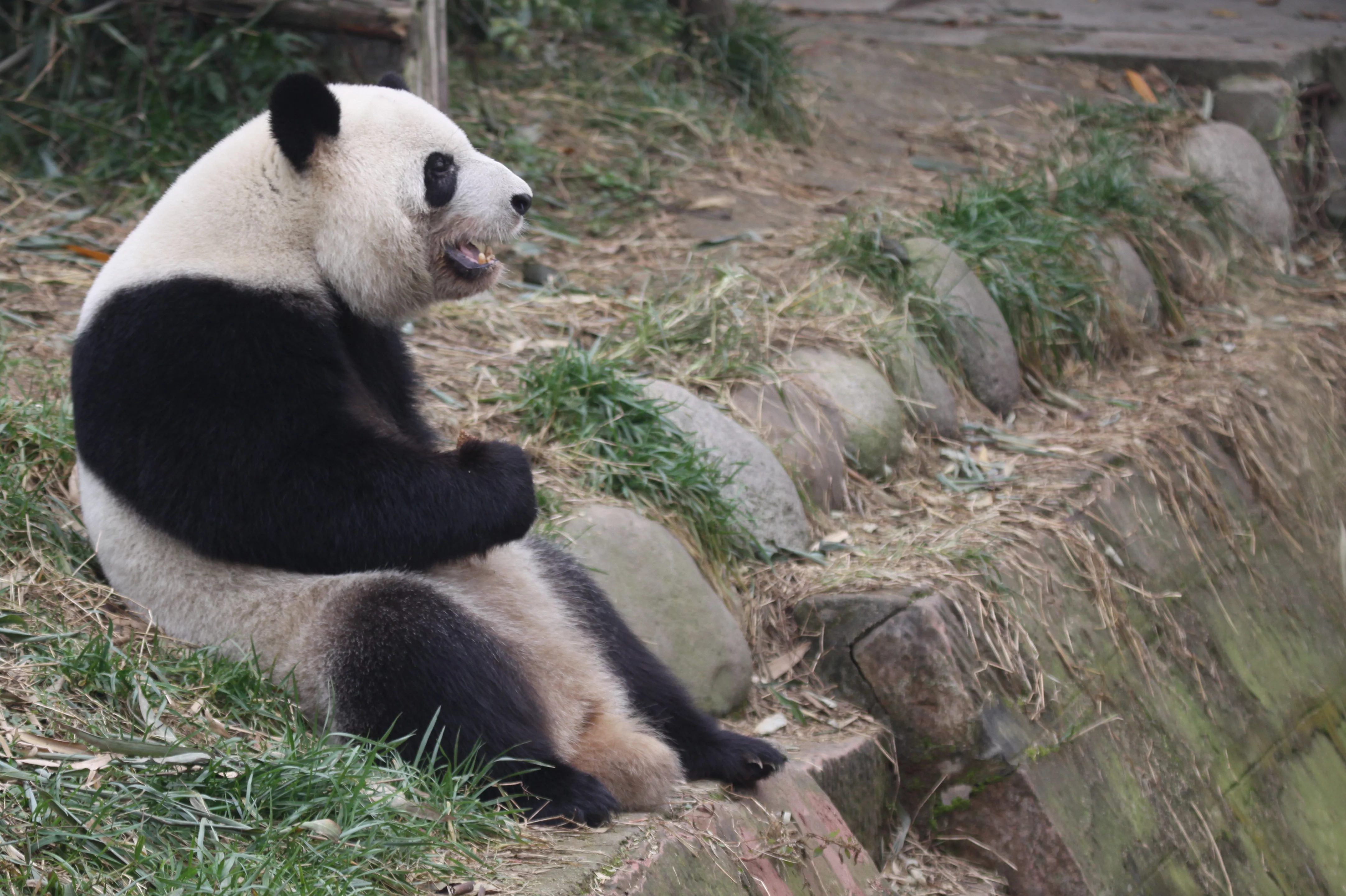 Chengdu Research Base of Giant Panda Breeding