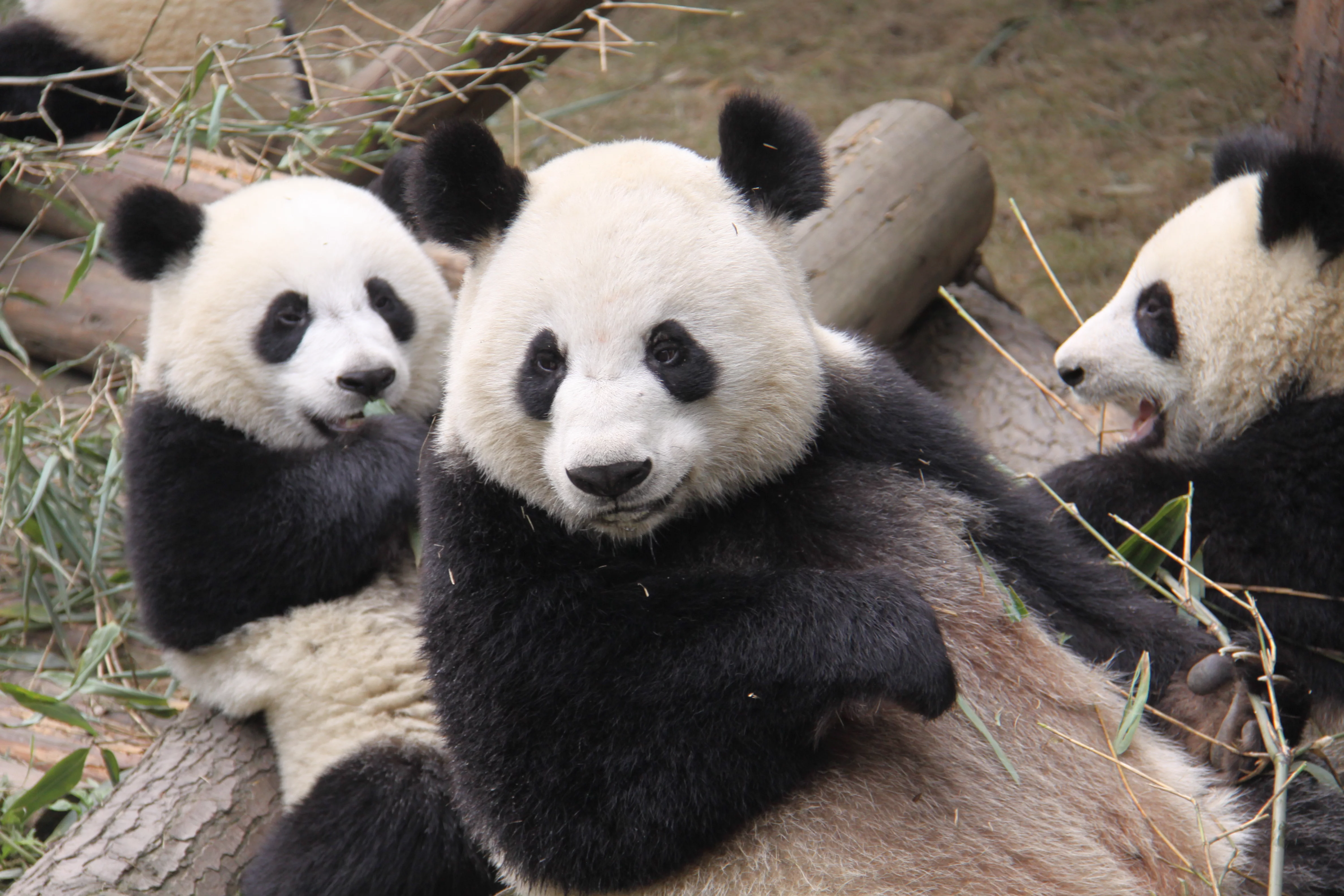 Chengdu Research Base of Giant Panda Breeding