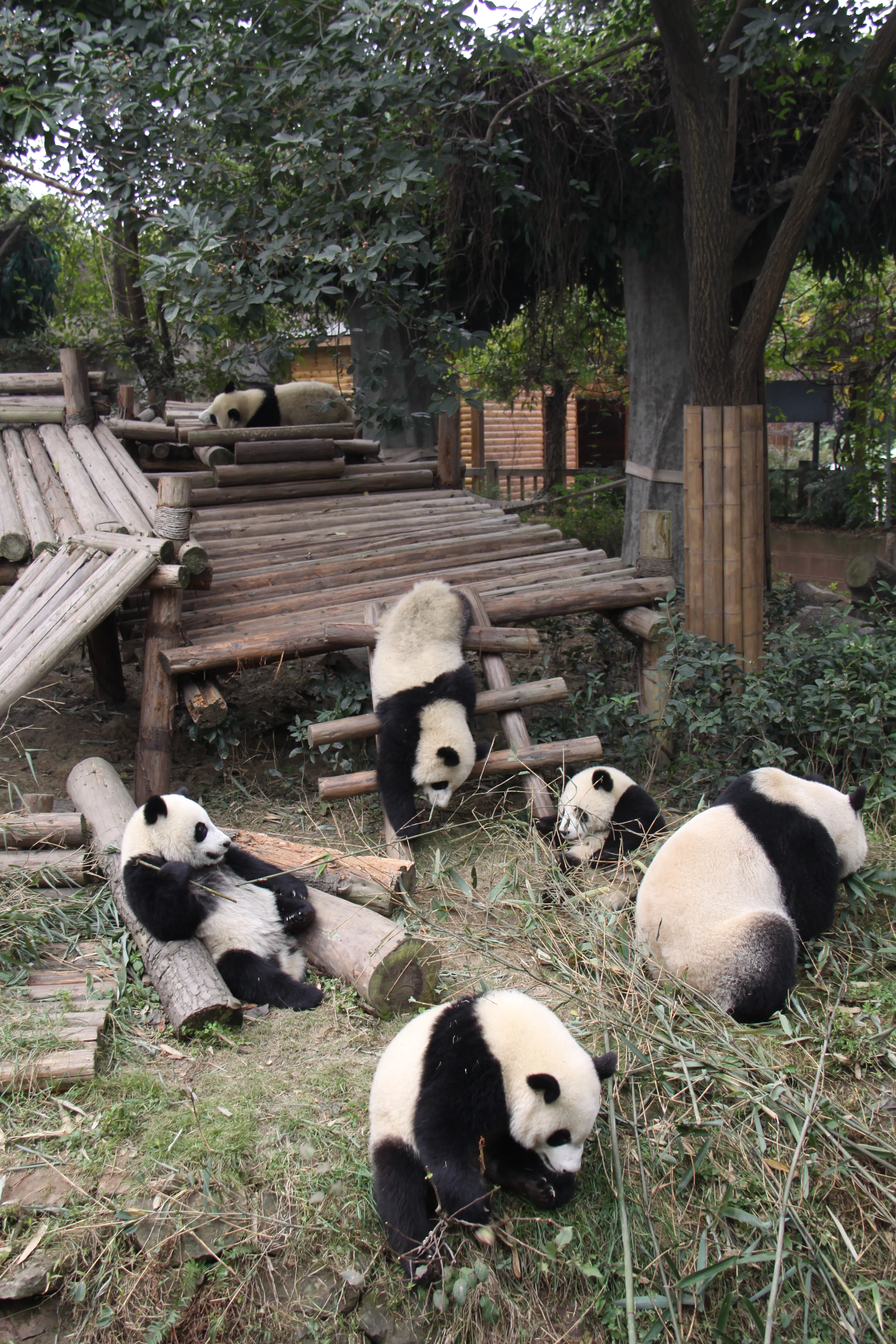 Chengdu Research Base of Giant Panda Breeding