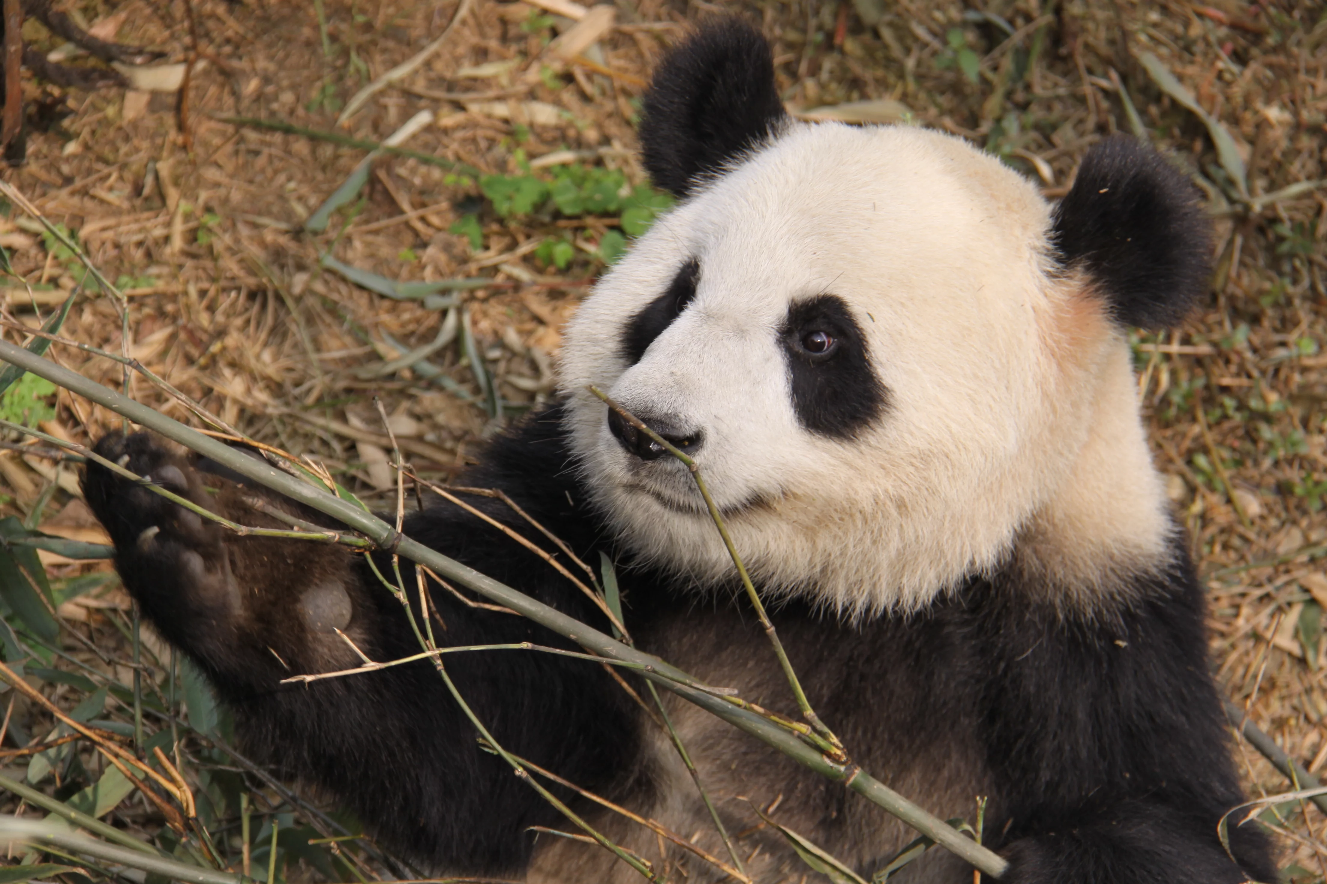 Chengdu Research Base of Giant Panda Breeding