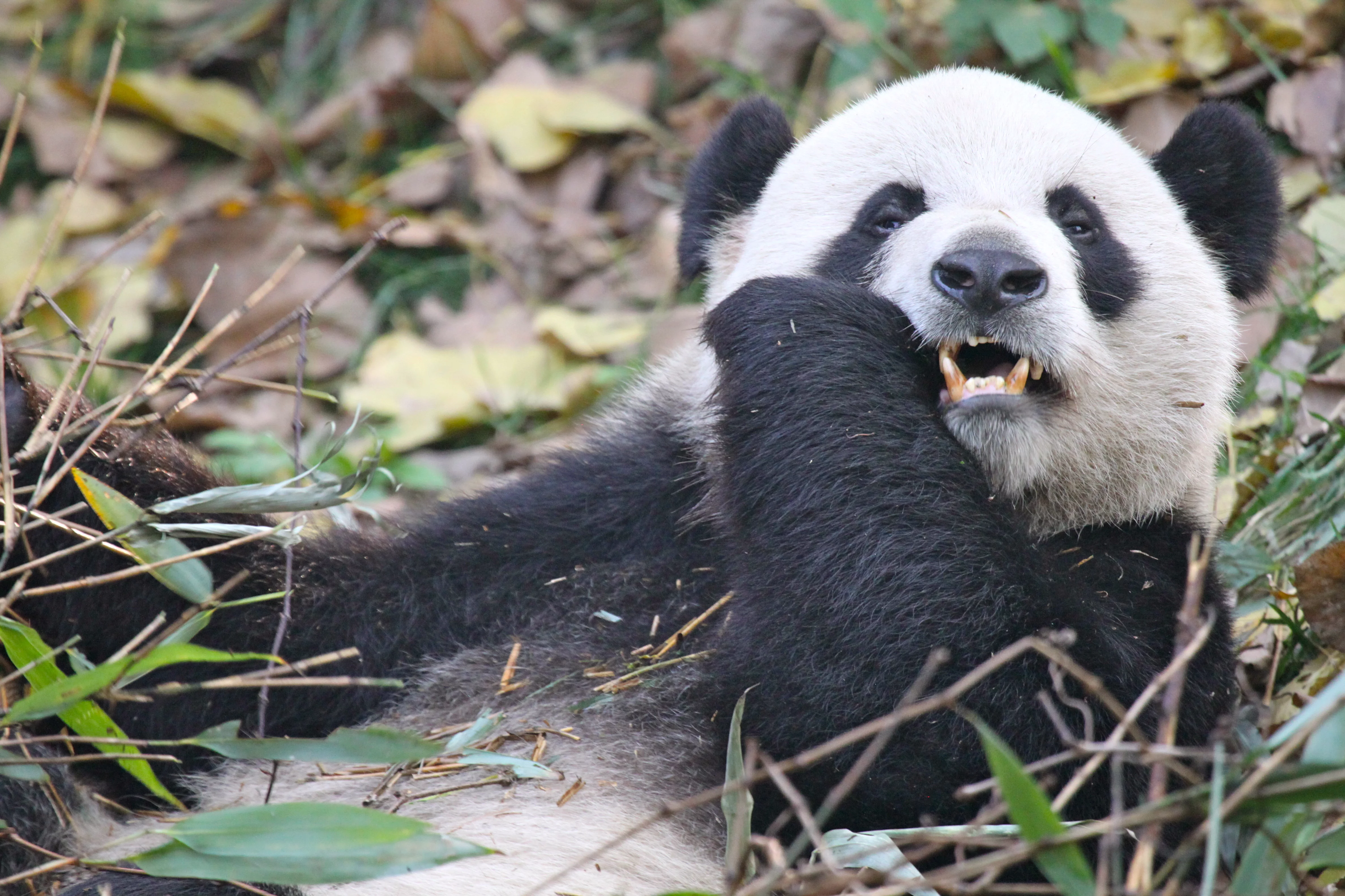 Chengdu Research Base of Giant Panda Breeding