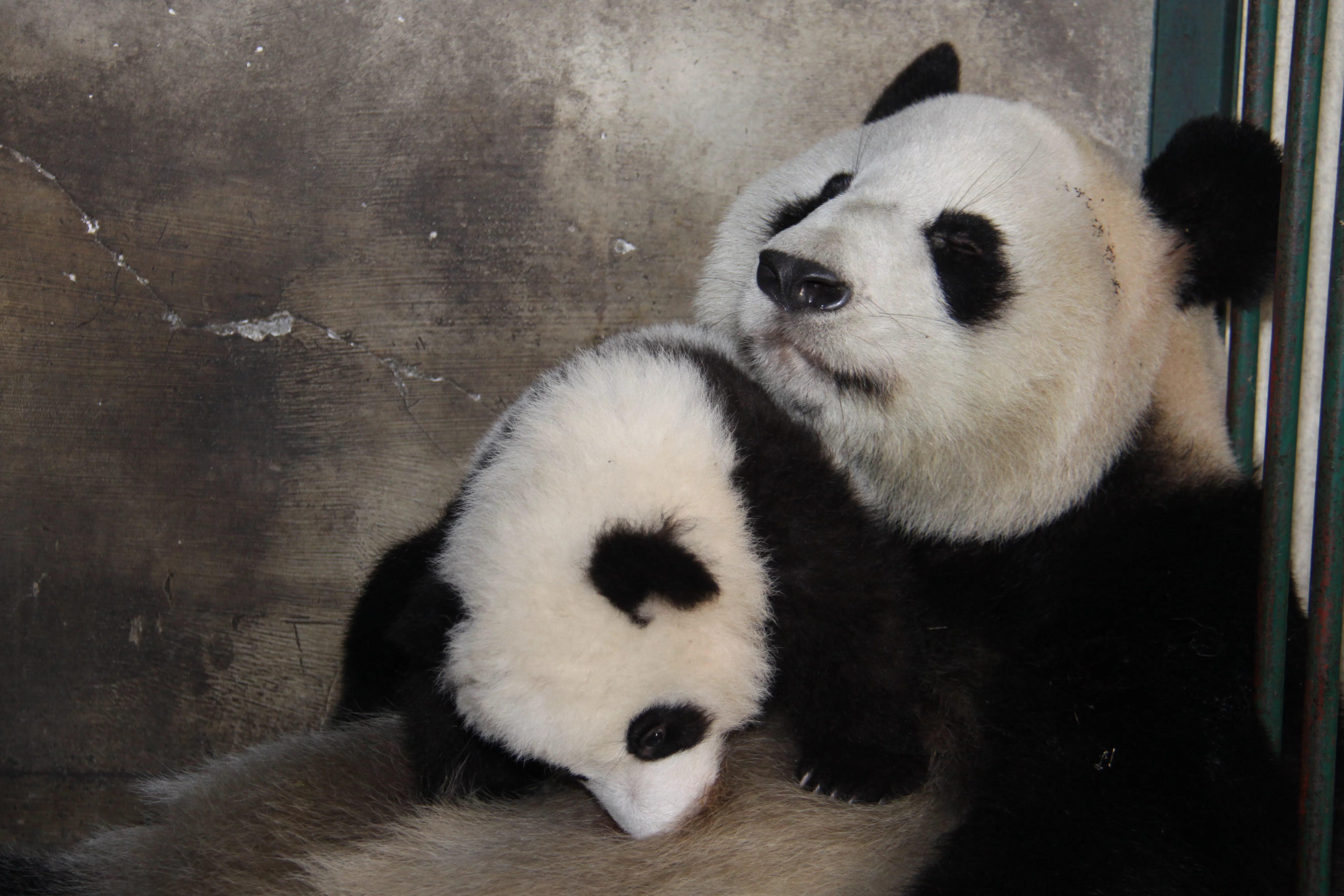Chengdu Research Base of Giant Panda Breeding