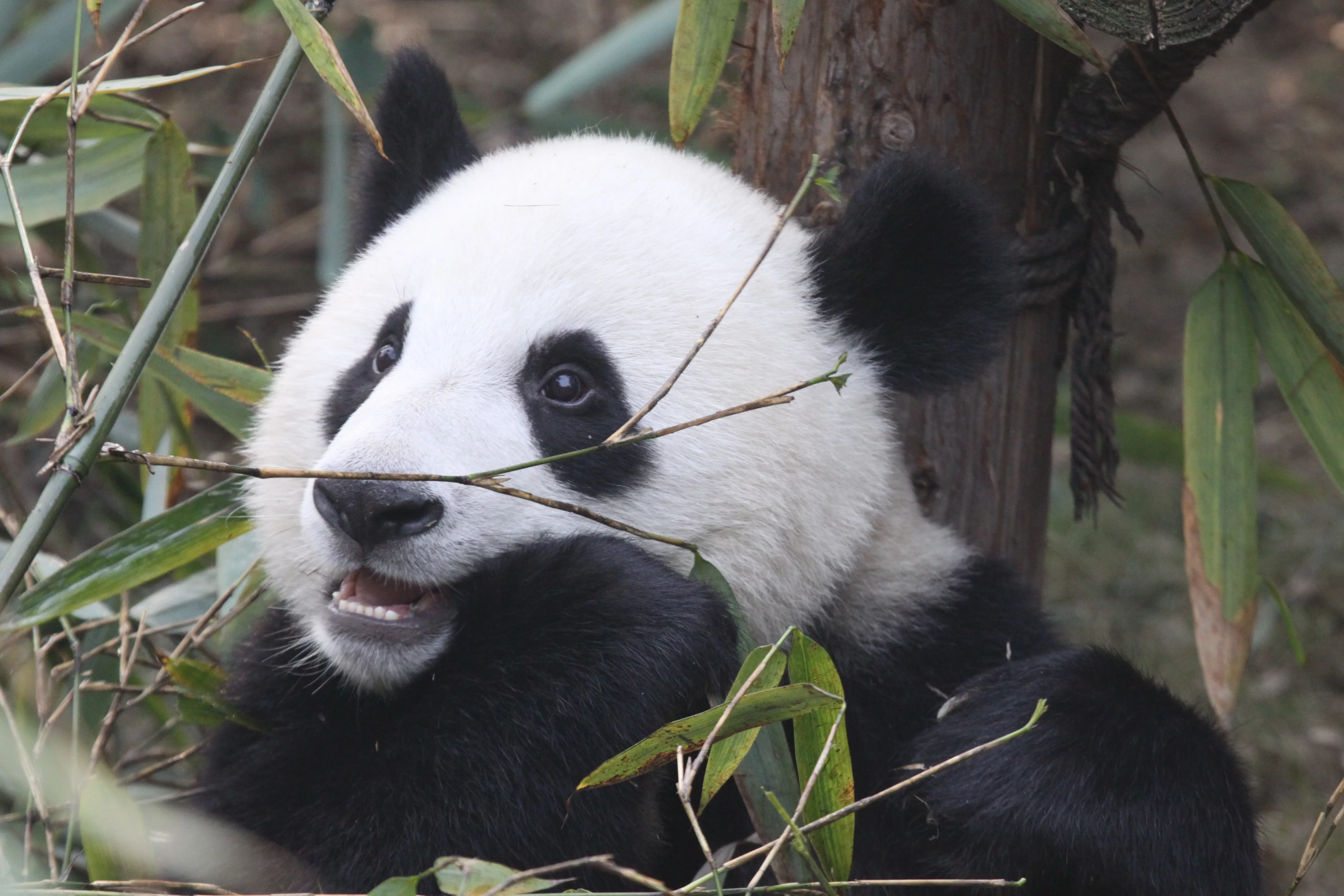 Chengdu Research Base of Giant Panda Breeding