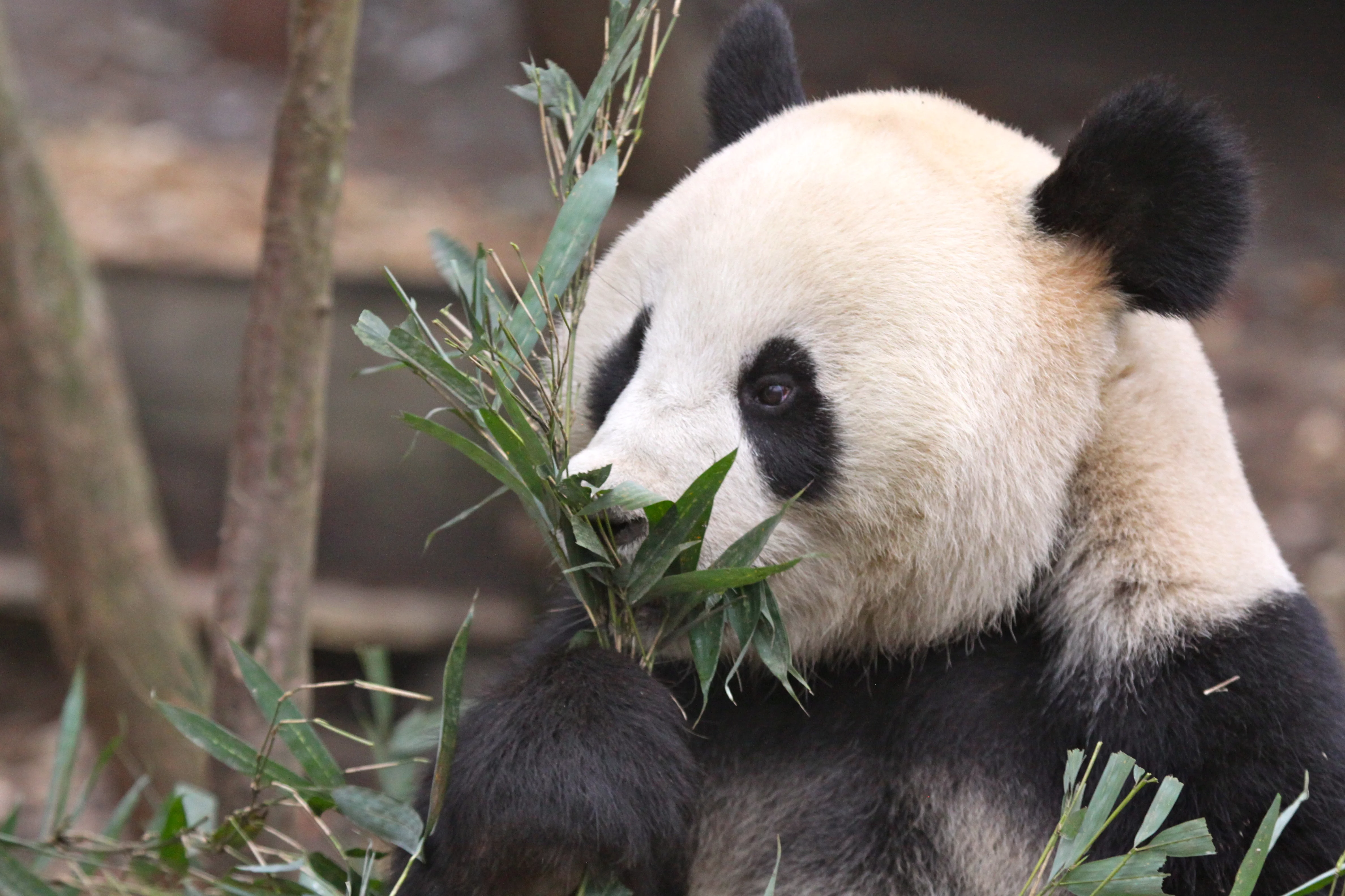 Ya'an Bi Feng Xia Base of CCRCGP