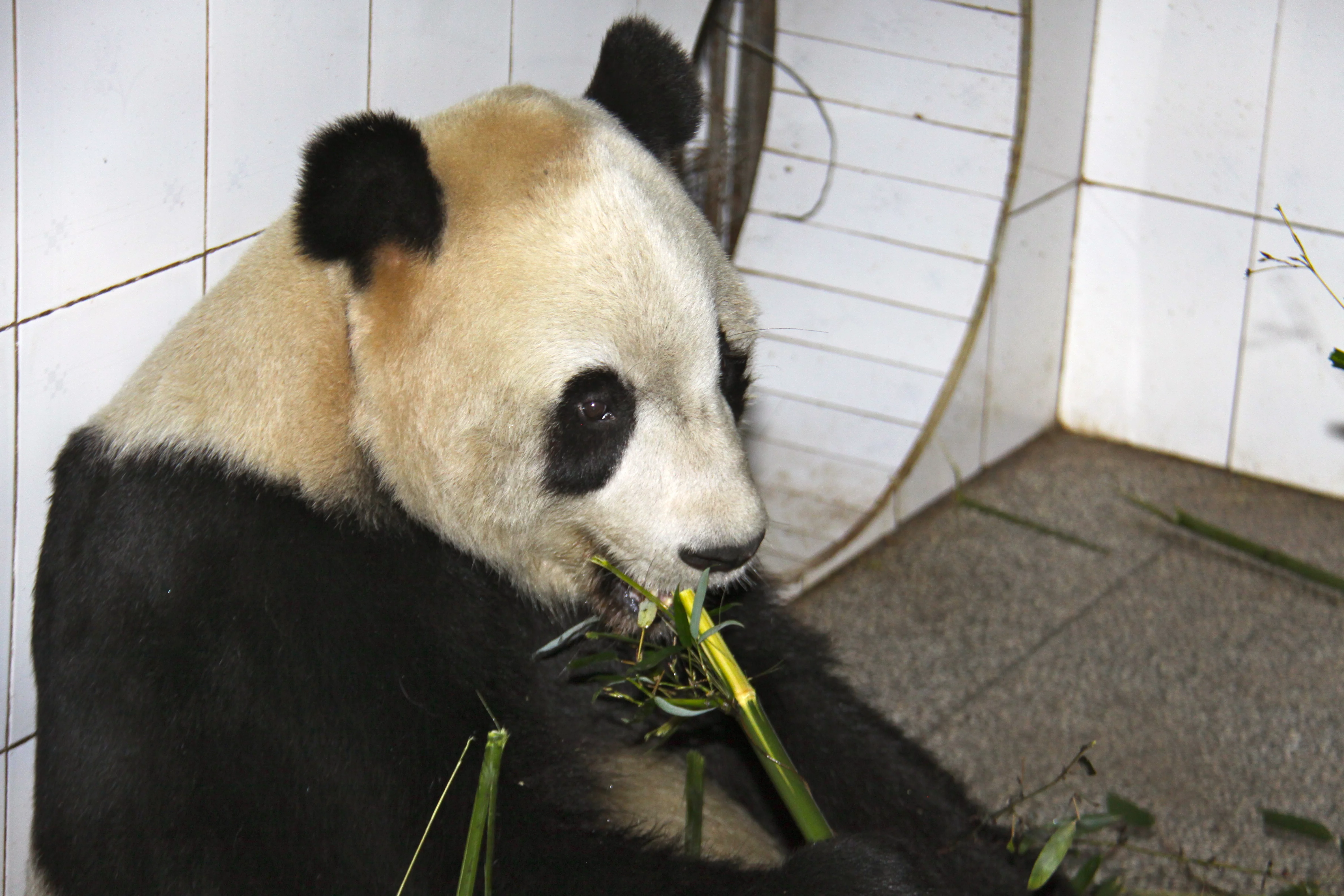 Ya'an Bi Feng Xia Base of CCRCGP