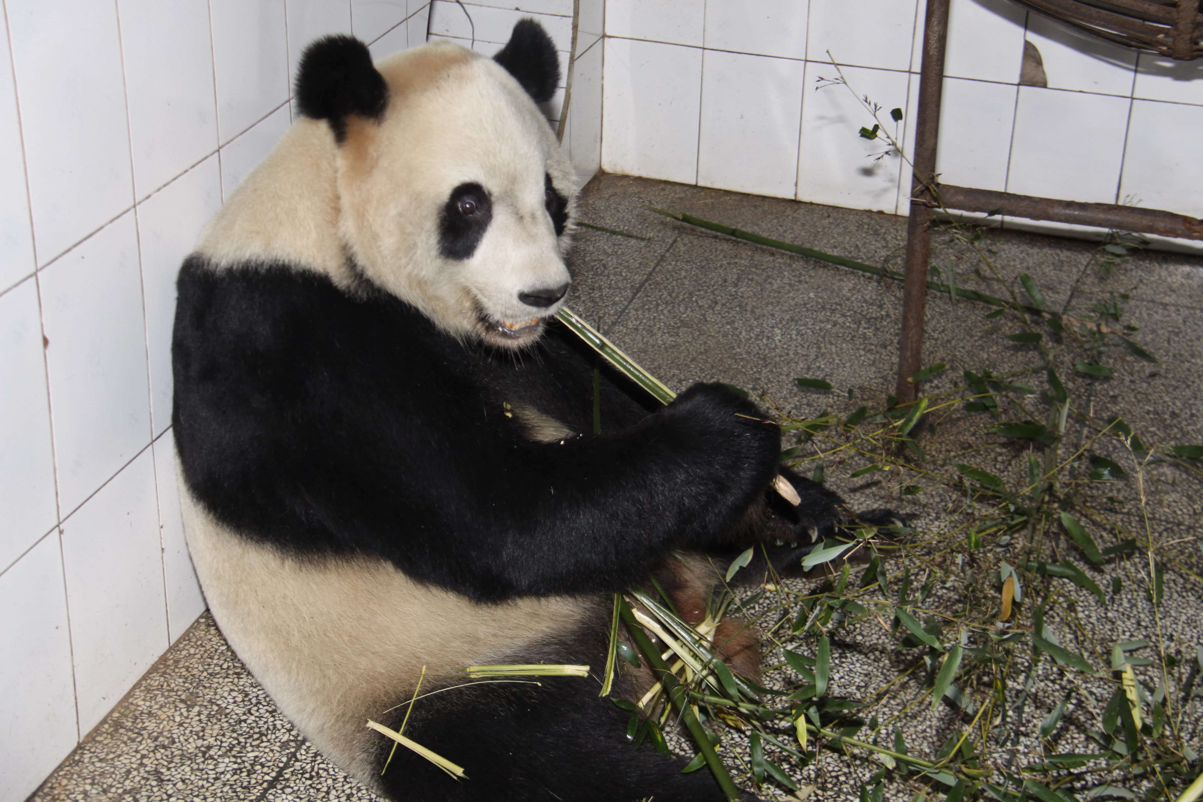 Ya'an Bi Feng Xia Base of CCRCGP