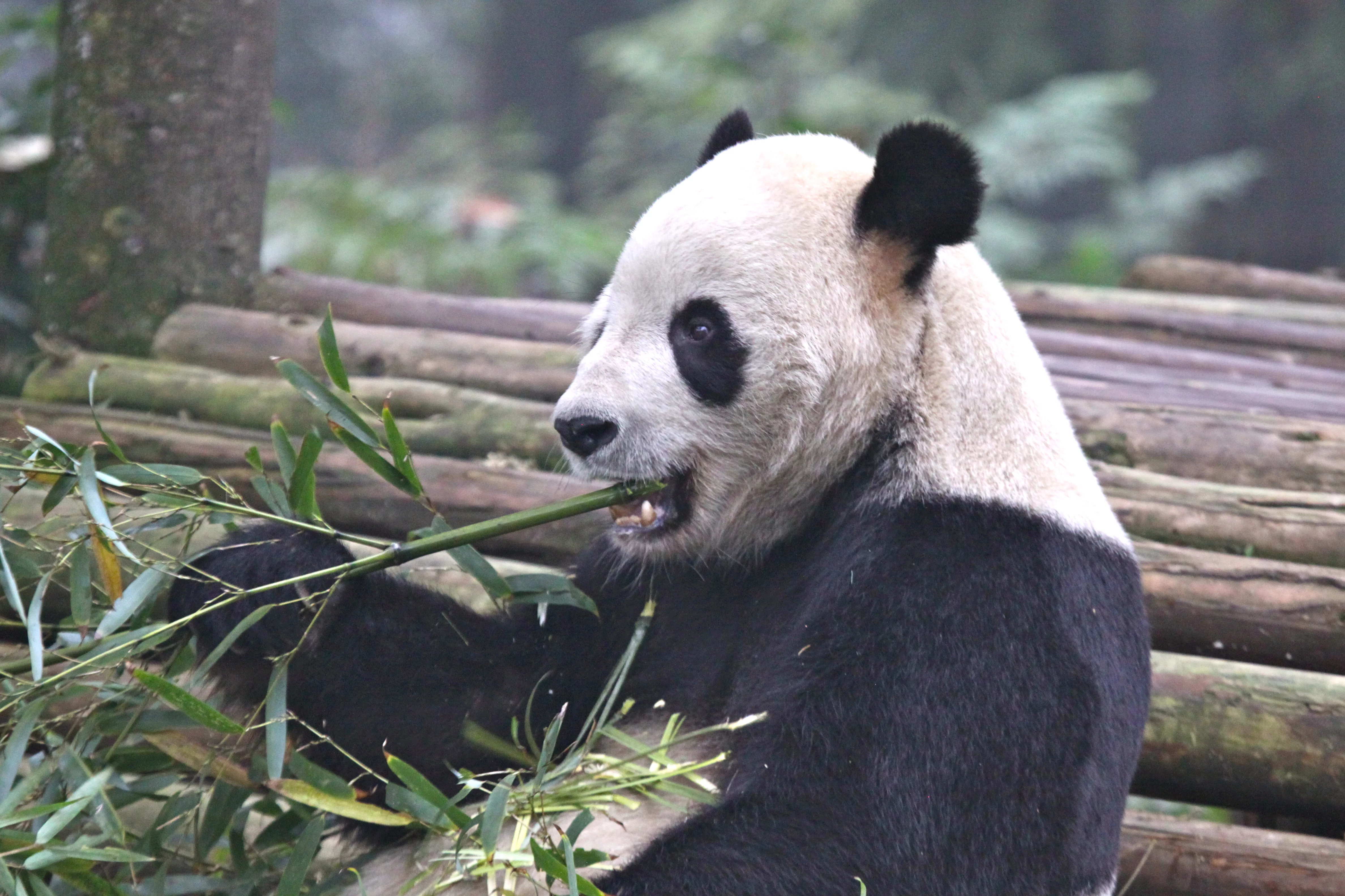 Ya'an Bi Feng Xia Base of CCRCGP