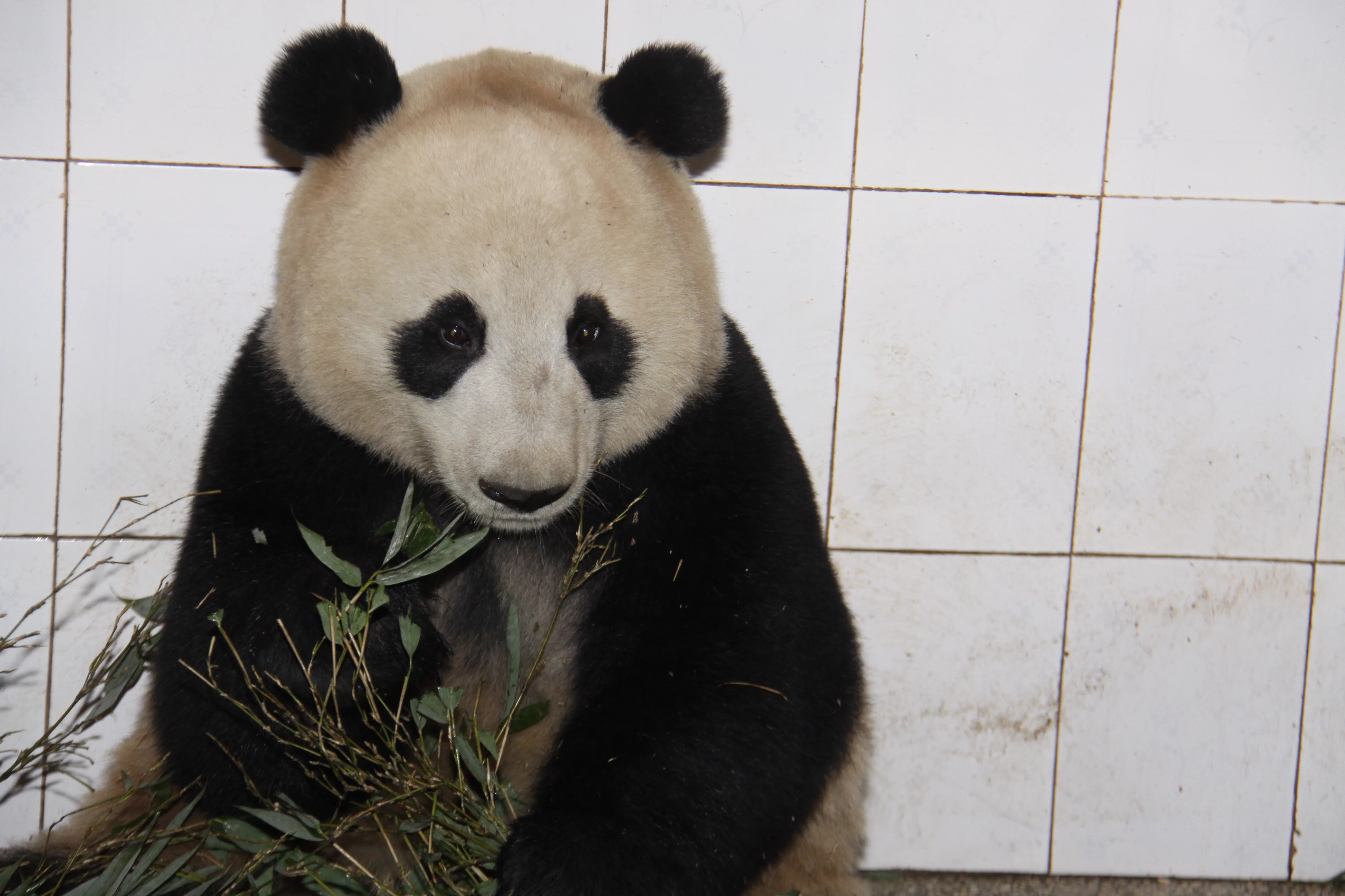 Ya'an Bi Feng Xia Base of CCRCGP