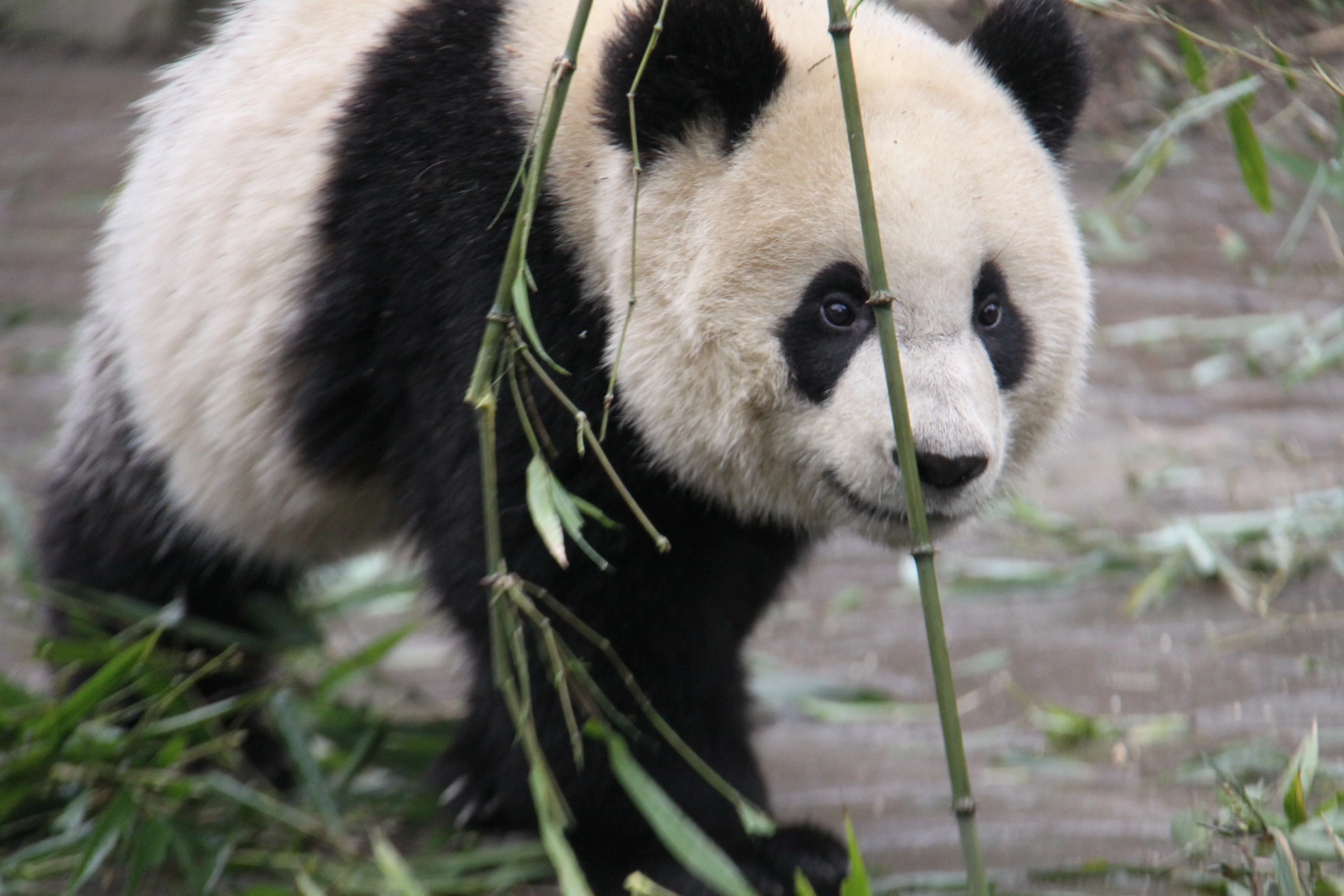 Ya'an Bi Feng Xia Base of CCRCGP