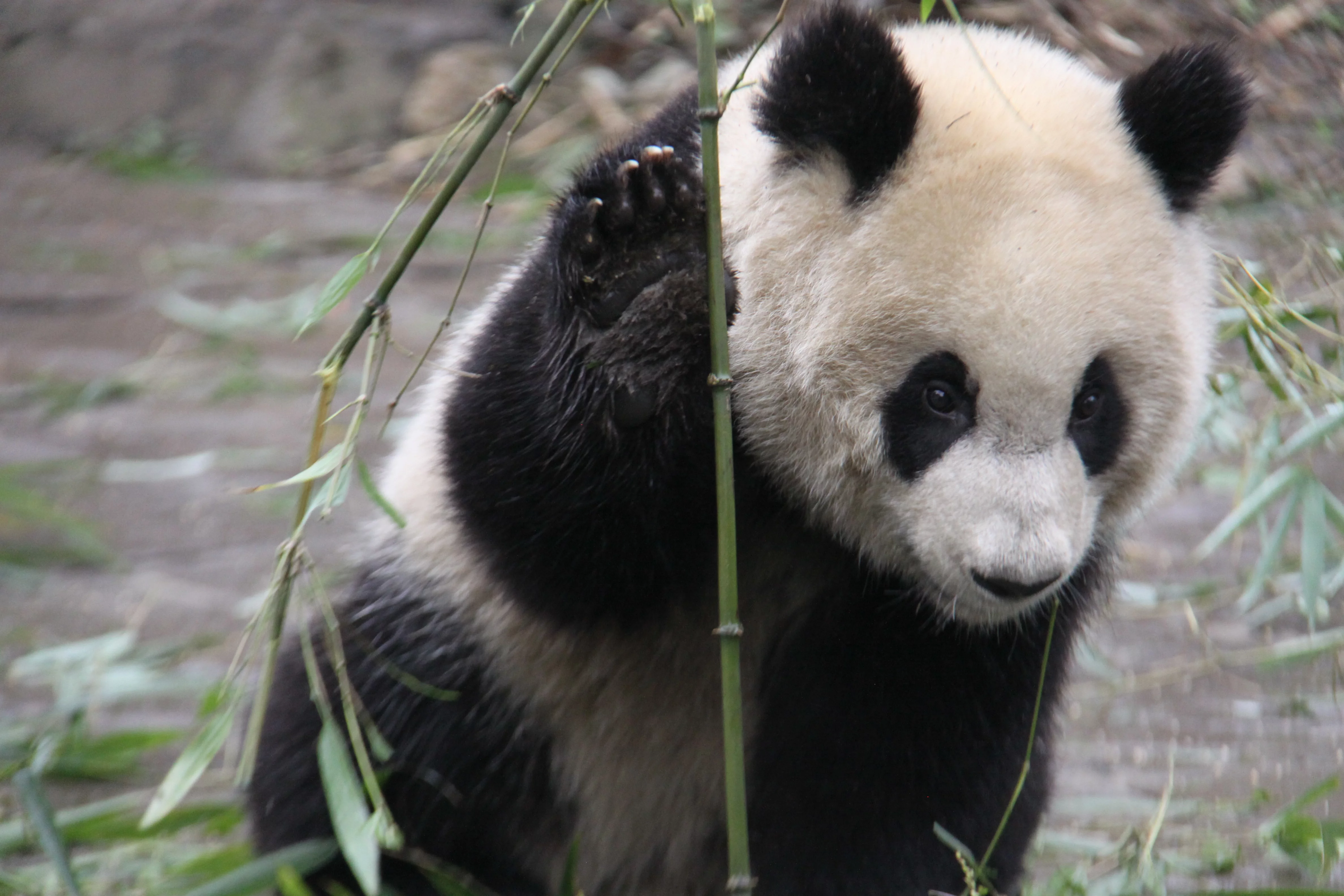 Ya'an Bi Feng Xia Base of CCRCGP