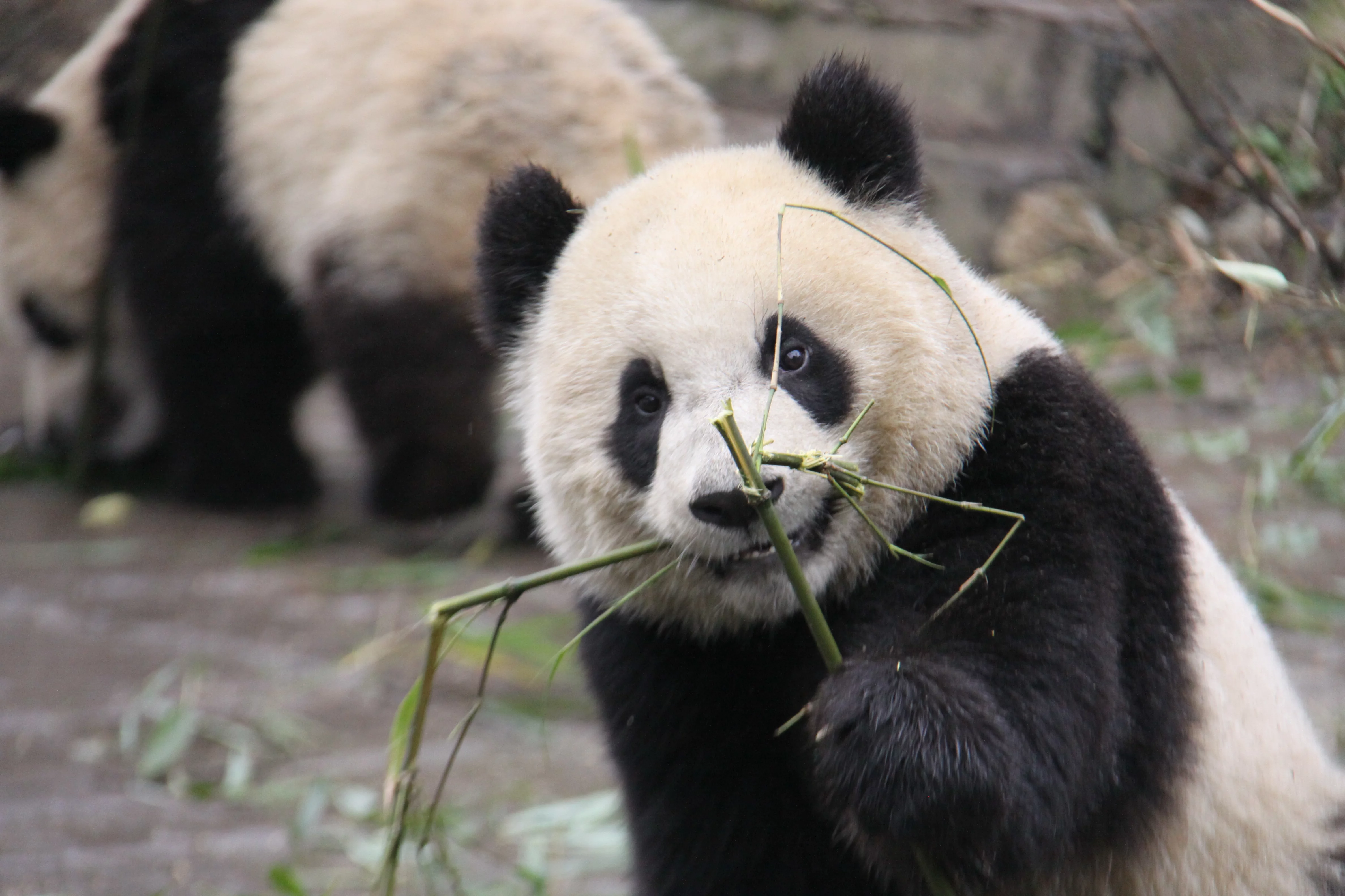 Ya'an Bi Feng Xia Base of CCRCGP