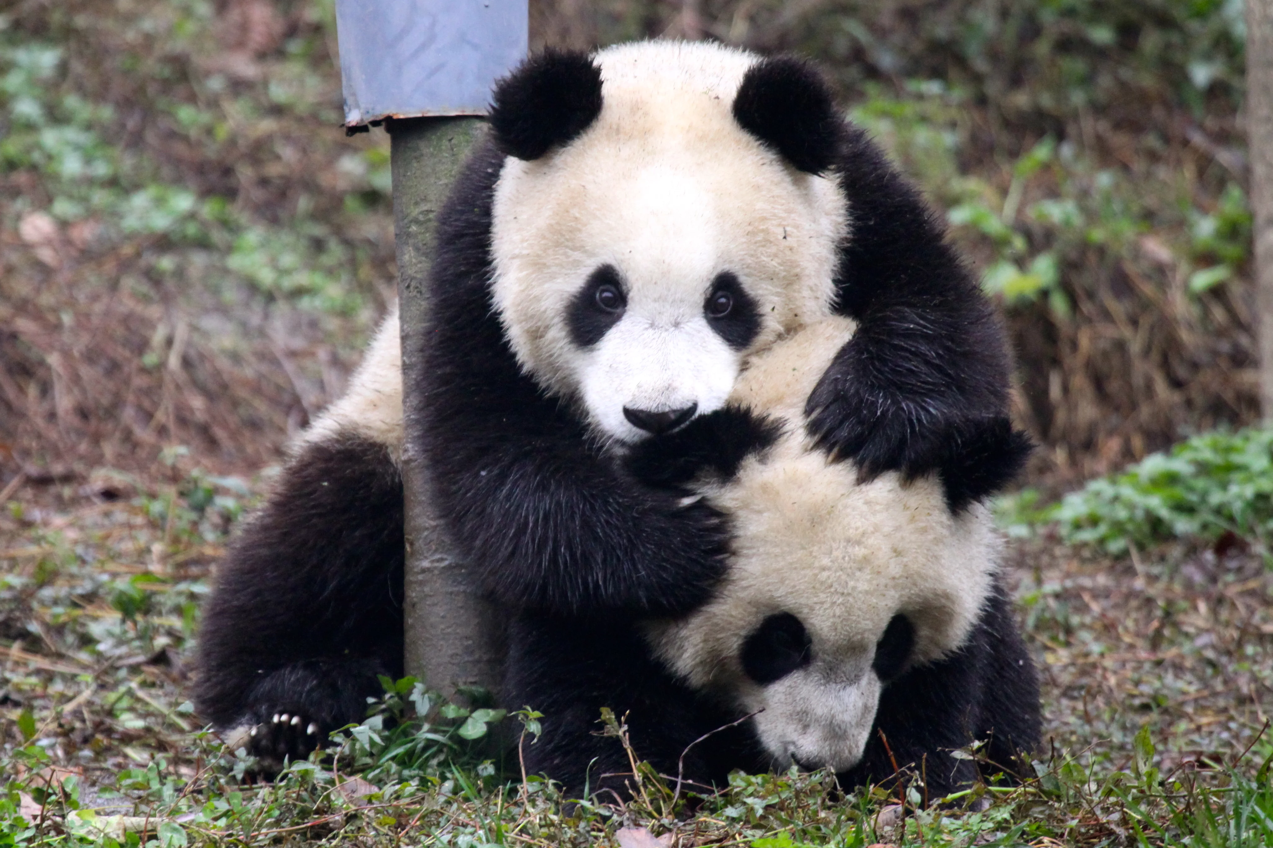 Ya'an Bi Feng Xia Base of CCRCGP