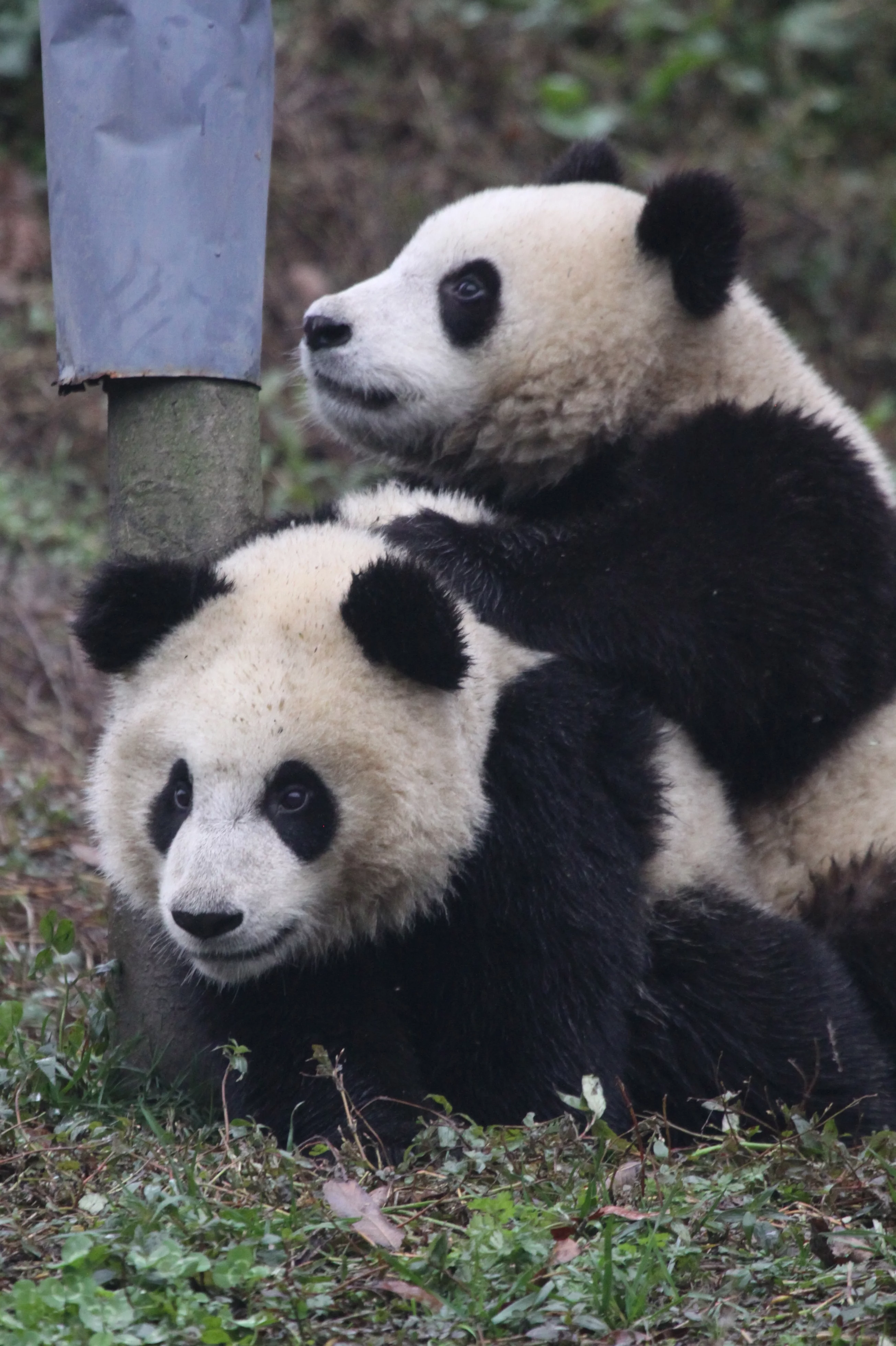 Ya'an Bi Feng Xia Base of CCRCGP