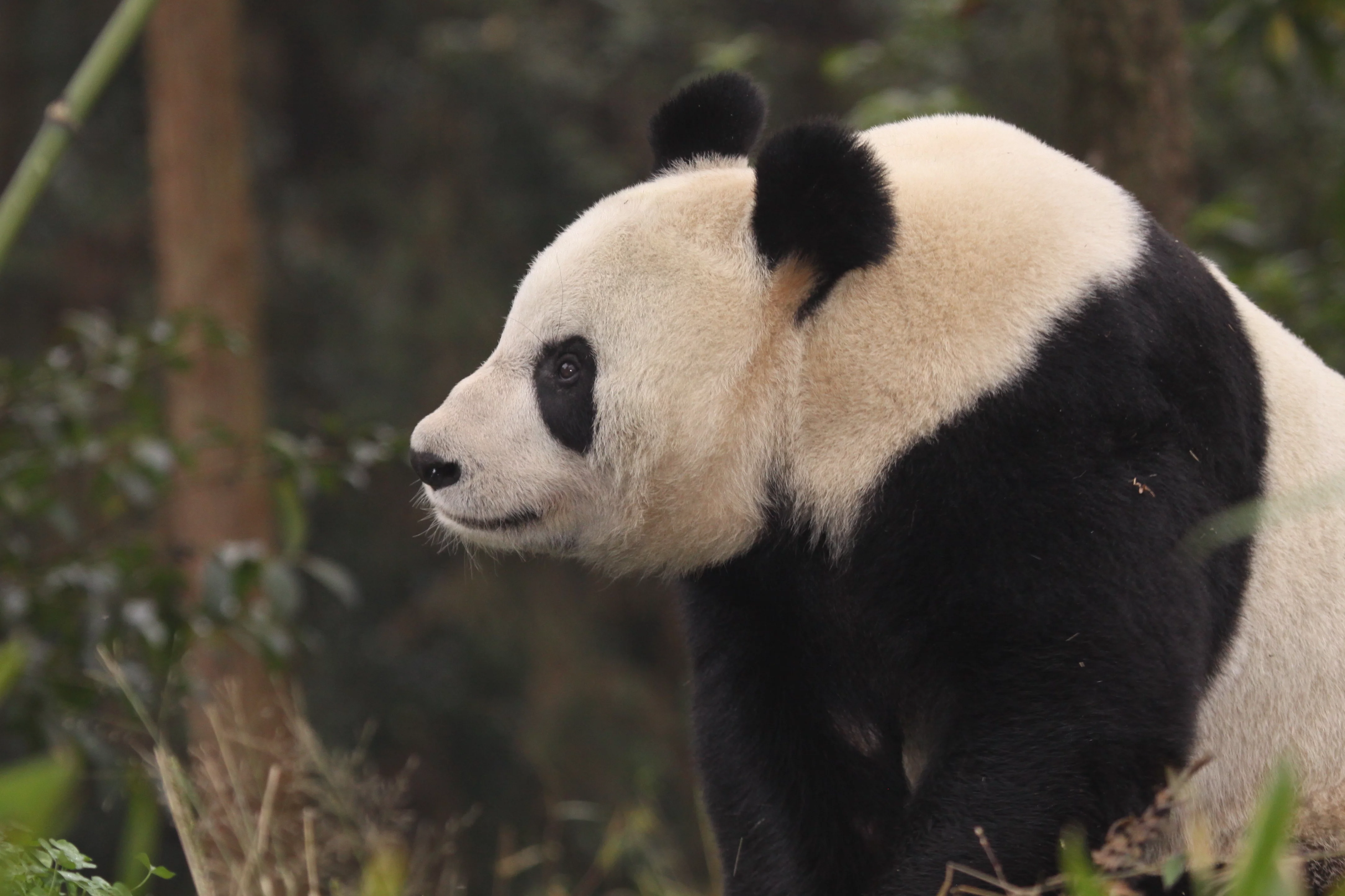 Ya'an Bi Feng Xia Base of CCRCGP