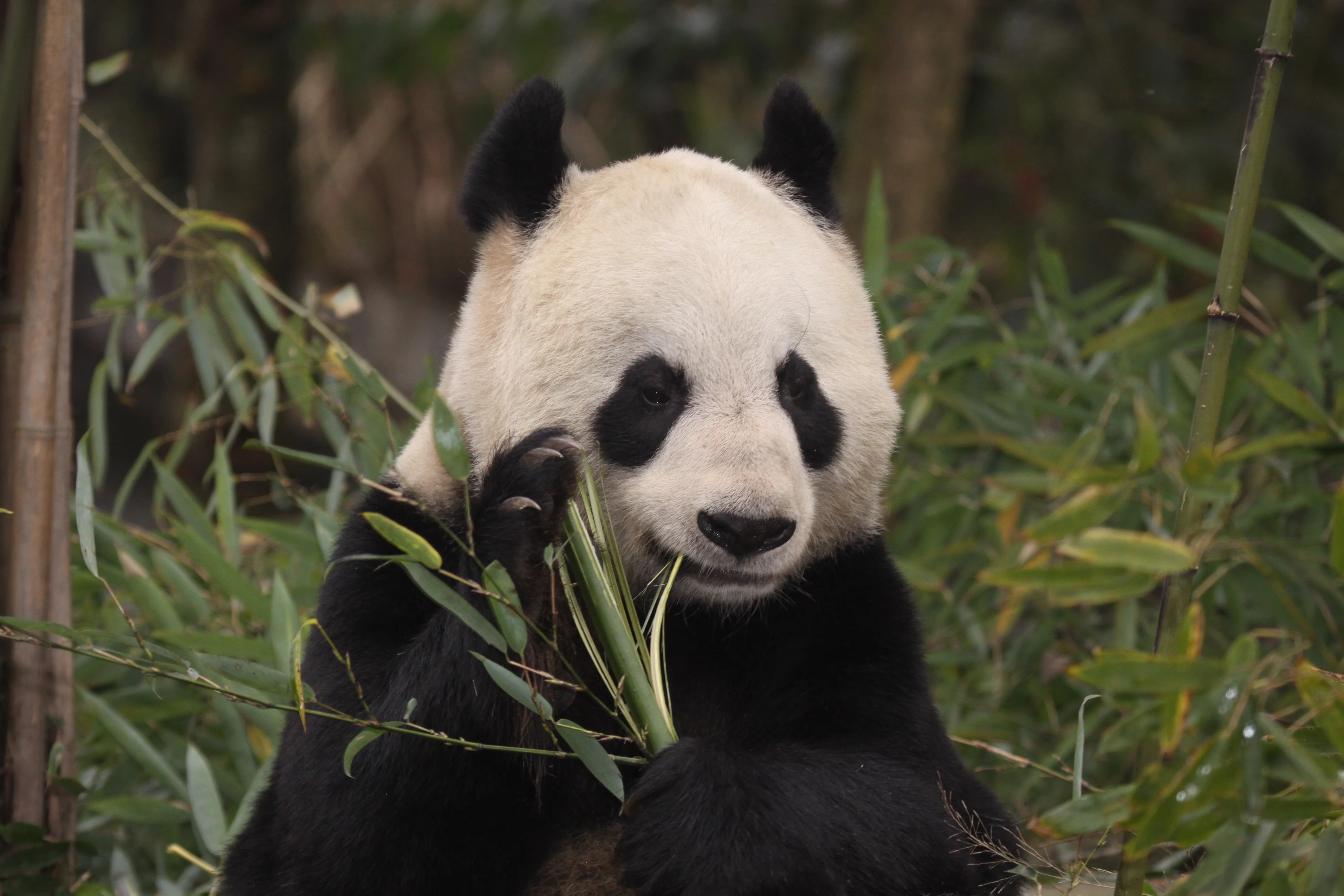 Ya'an Bi Feng Xia Base of CCRCGP