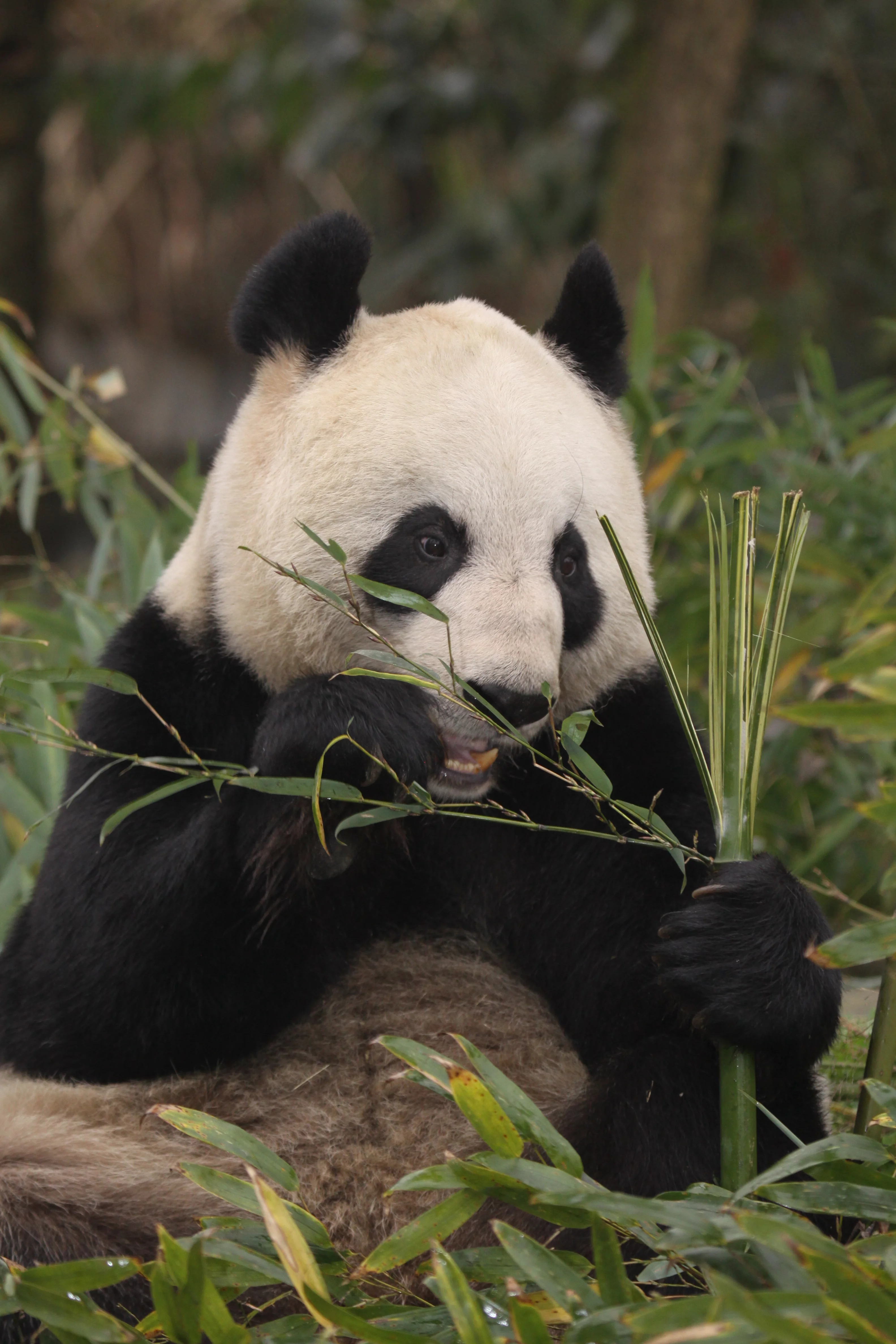 Ya'an Bi Feng Xia Base of CCRCGP