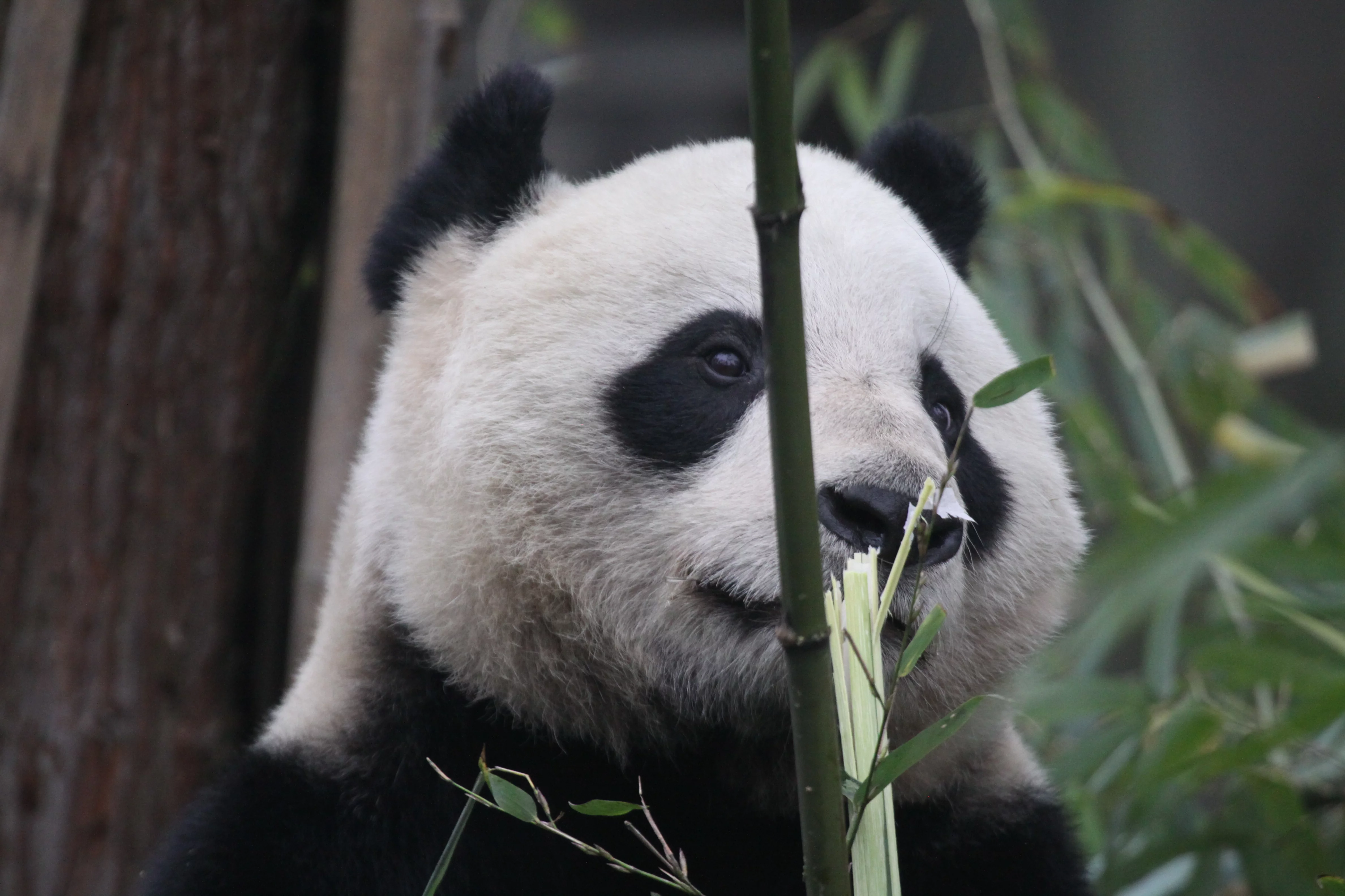 Ya'an Bi Feng Xia Base of CCRCGP