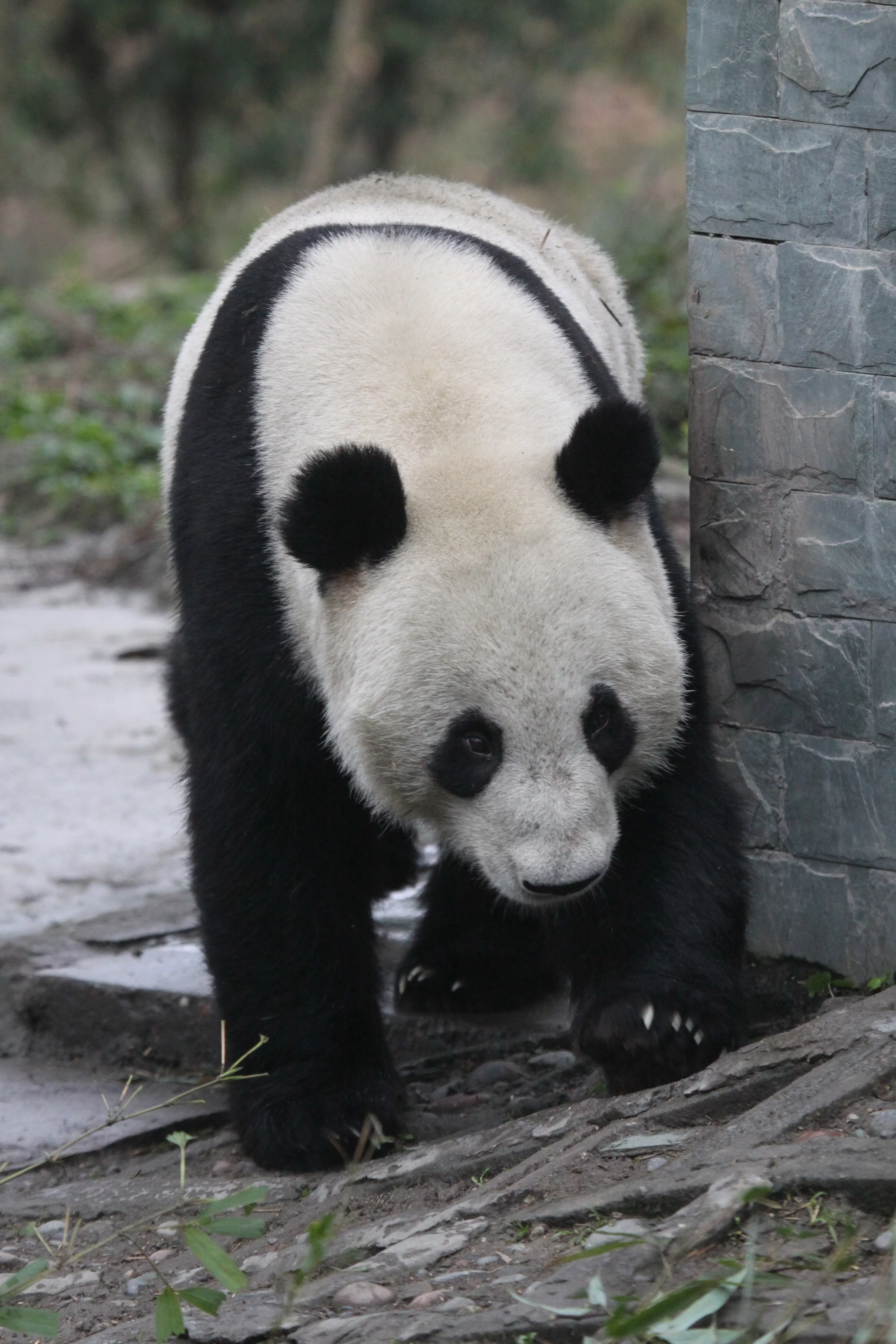 Ya'an Bi Feng Xia Base of CCRCGP