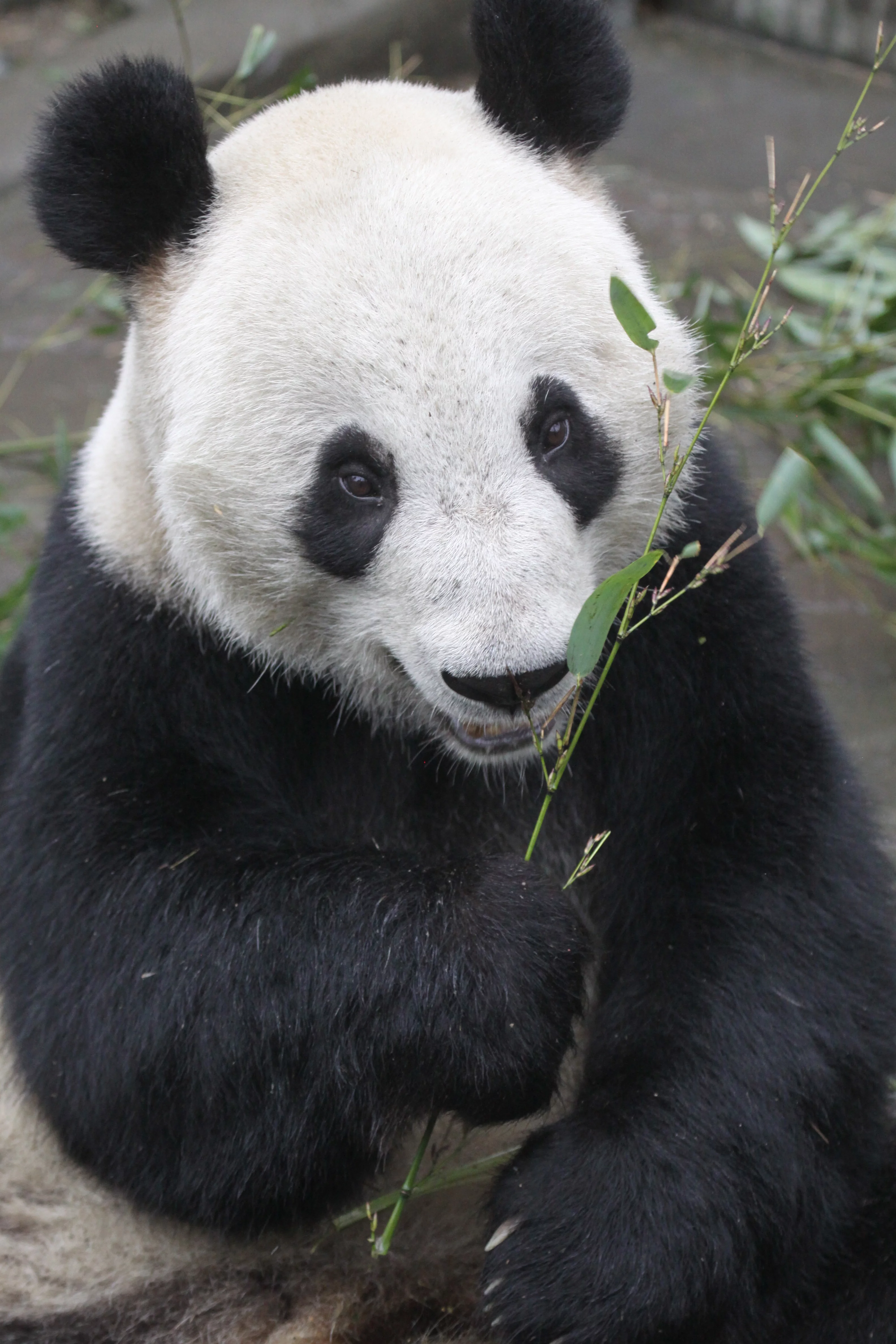 Ya'an Bi Feng Xia Base of CCRCGP