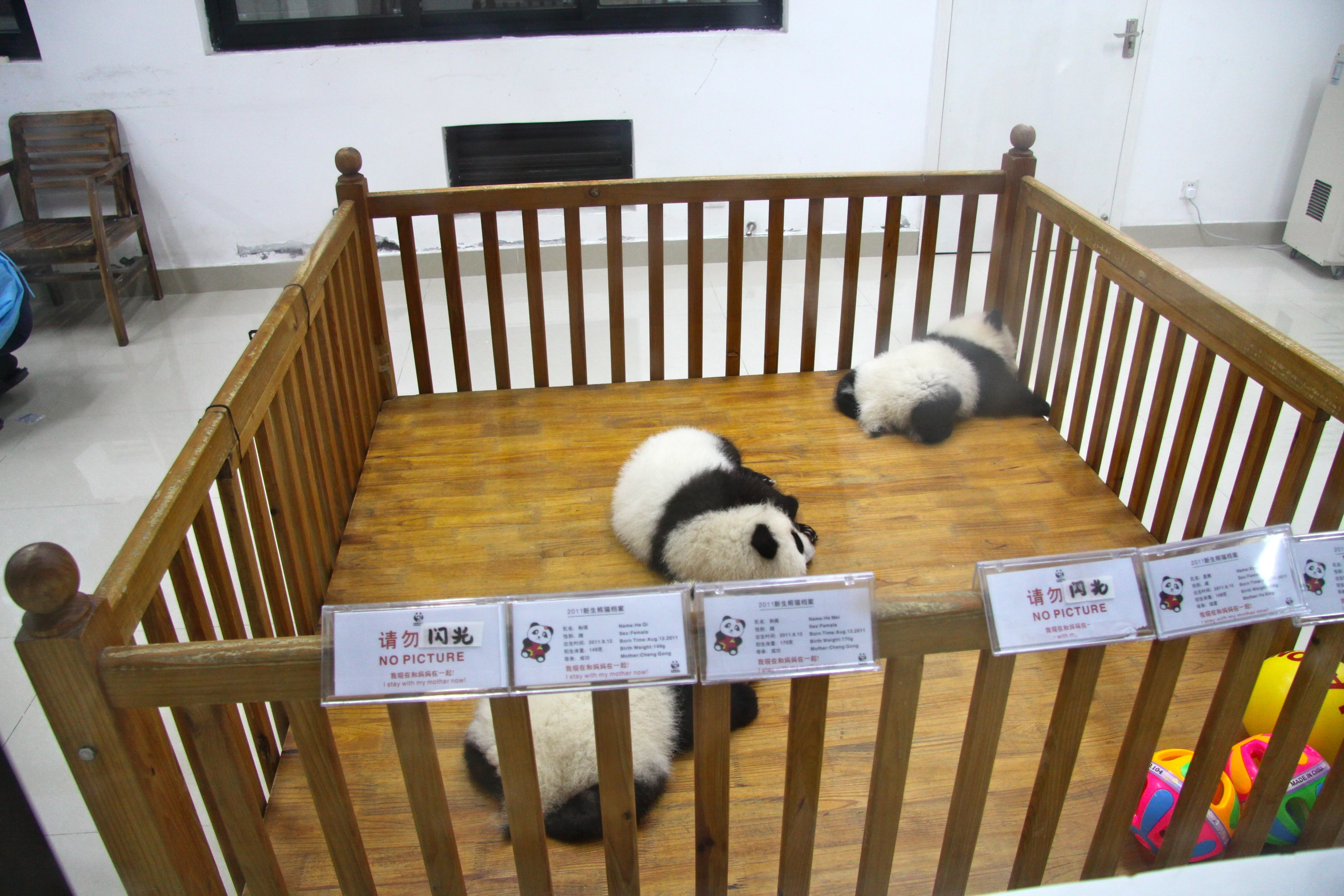 Chengdu Research Base of Giant Panda Breeding