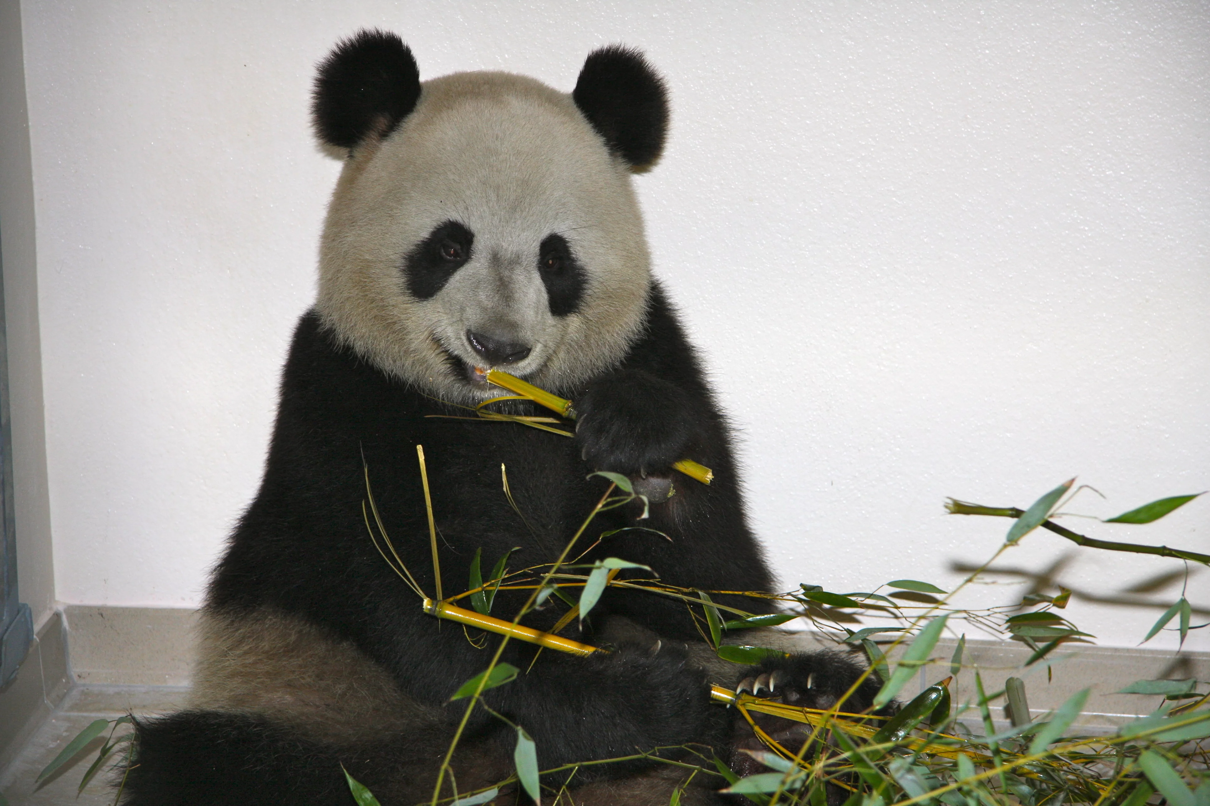 Huan Huan &amp; Yuan Zi arrive in France