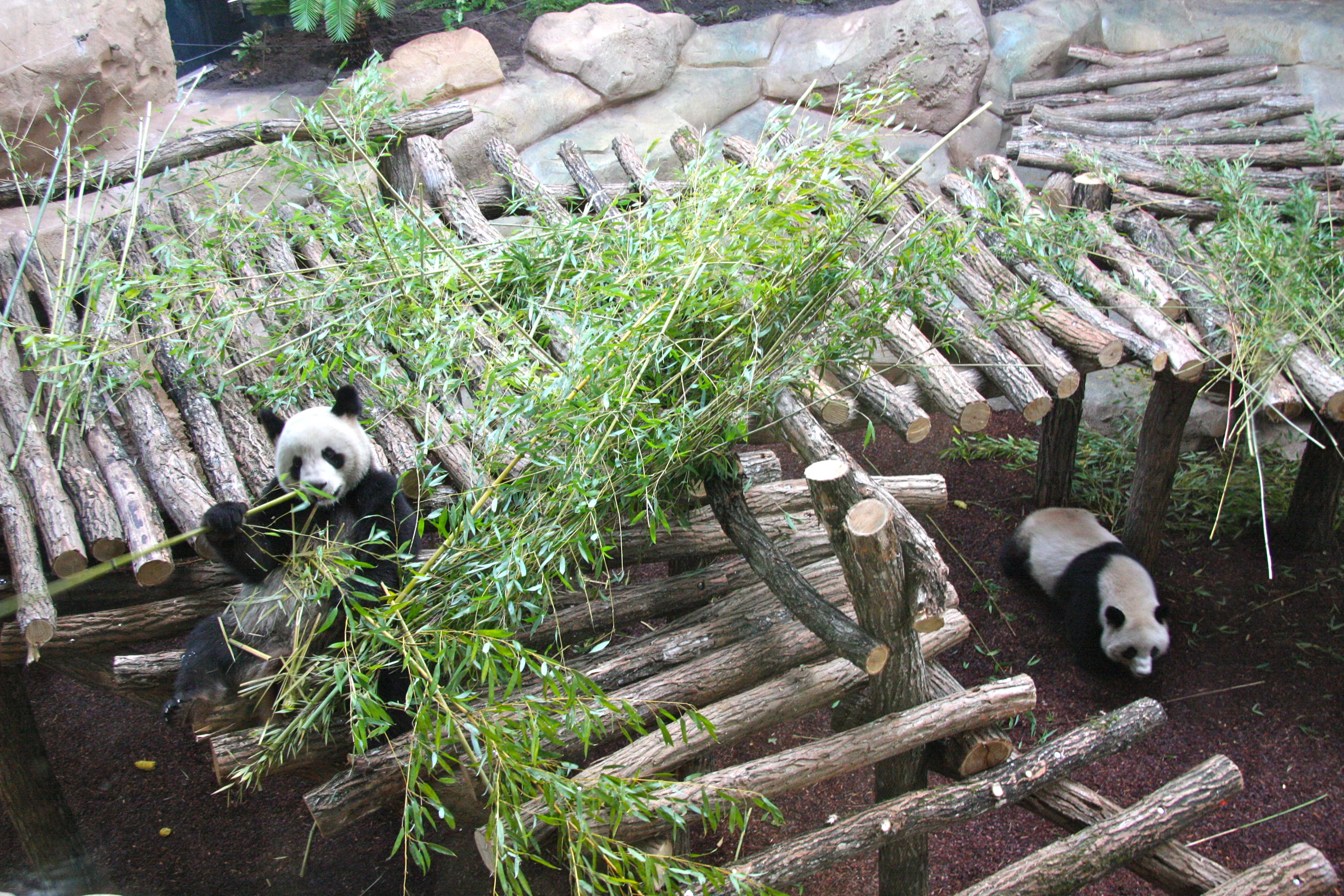Huan Huan &amp; Yuan Zi arrive in France