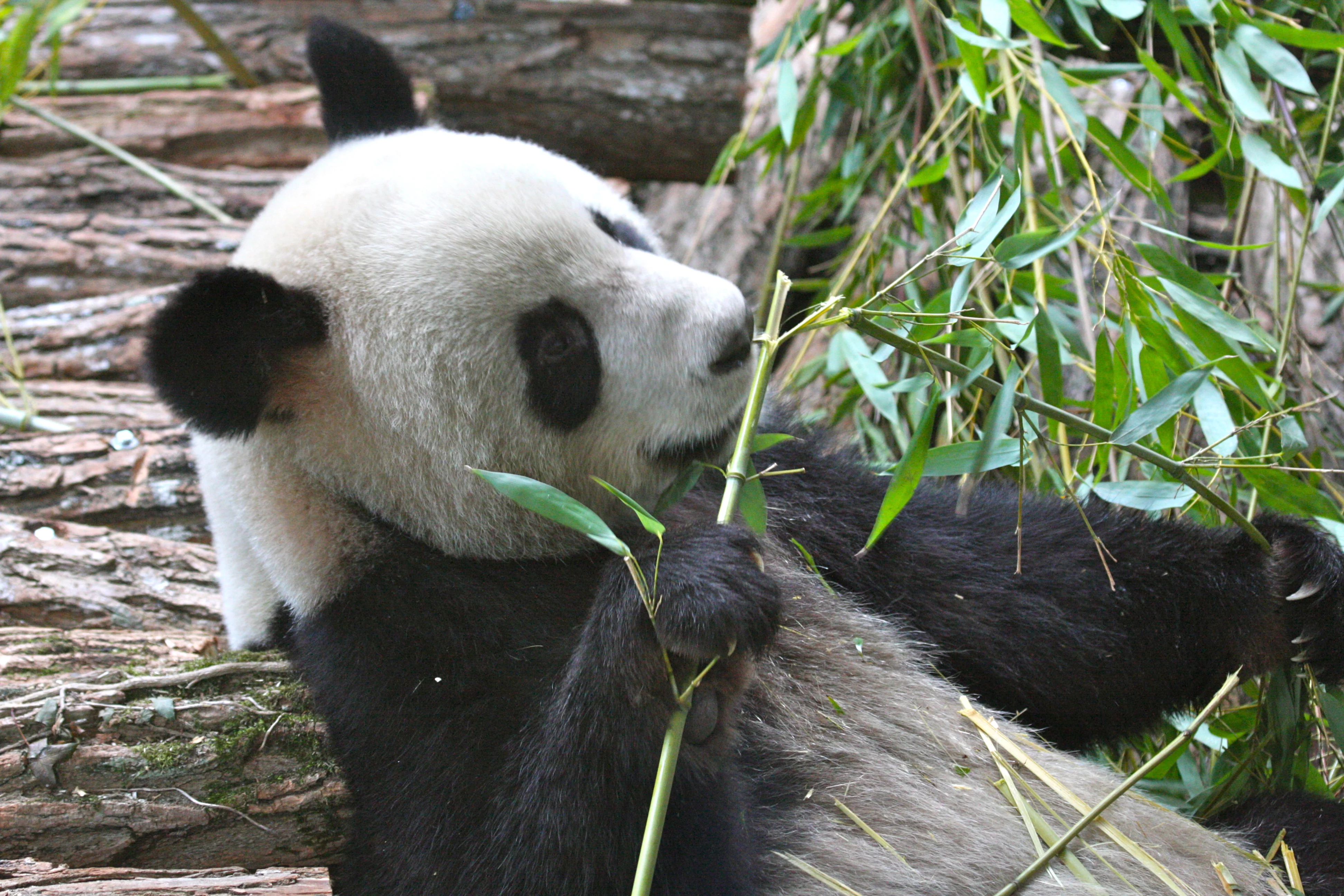 Huan Huan &amp; Yuan Zi arrive in France