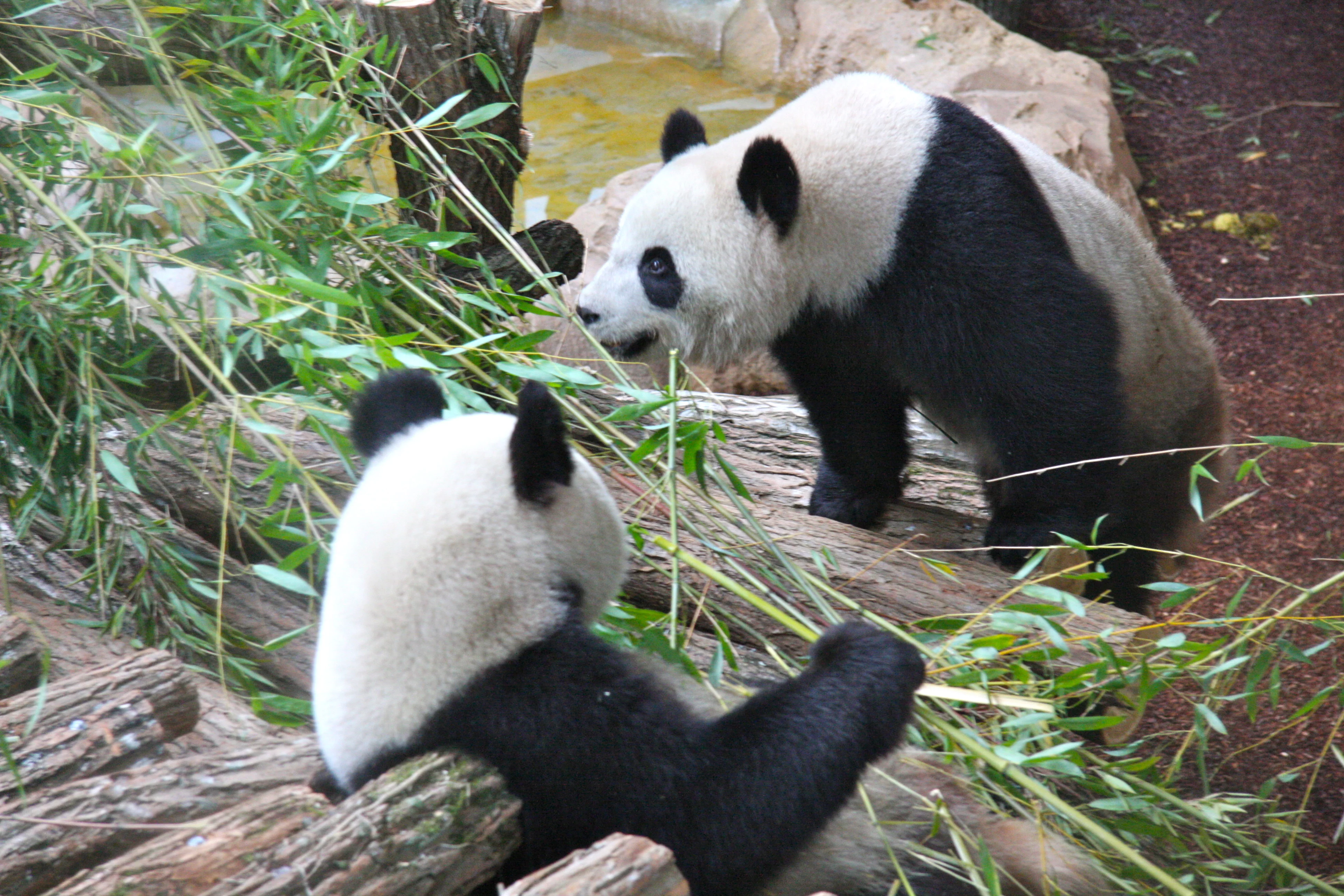 Huan Huan &amp; Yuan Zi arrive in France