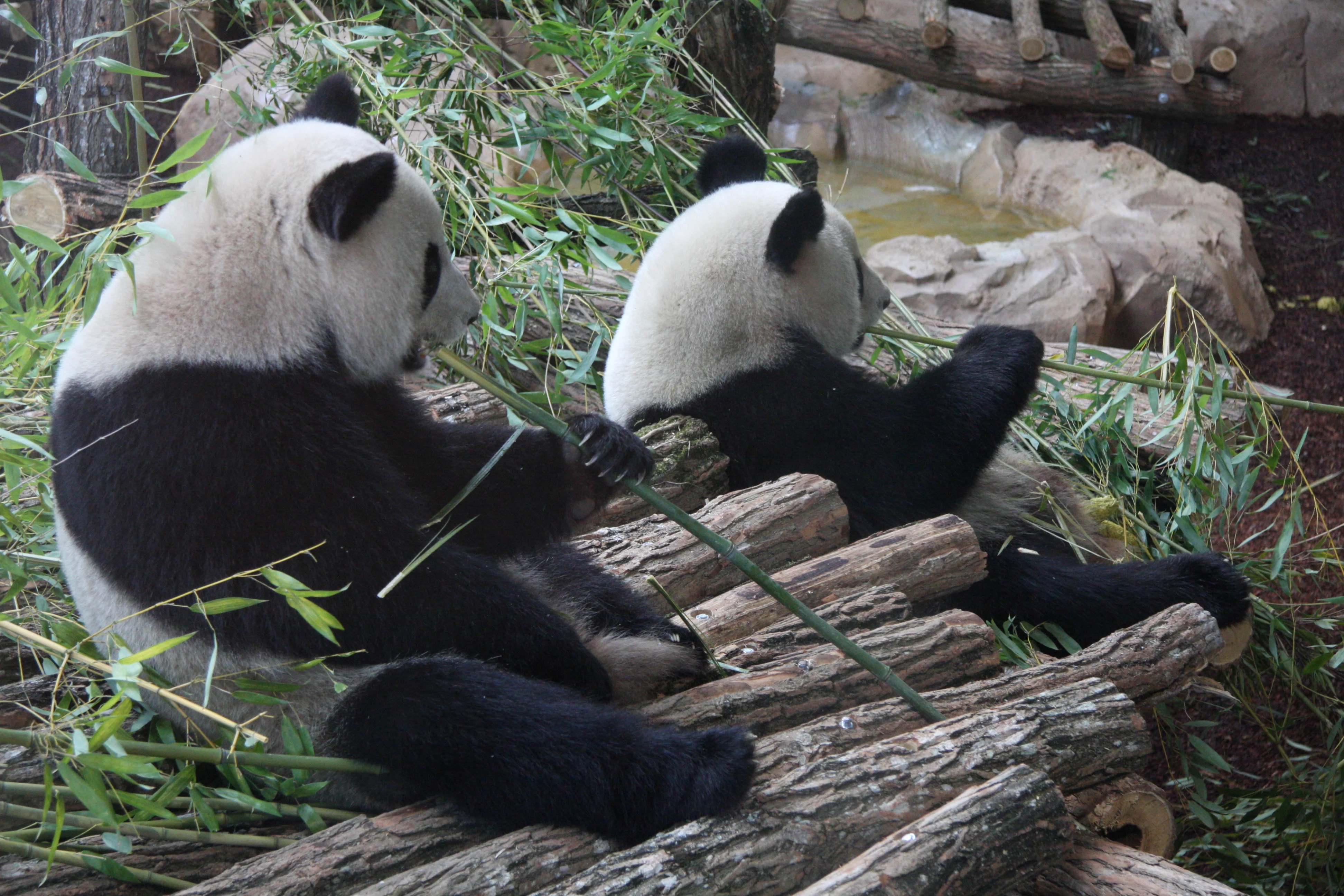 Huan Huan &amp; Yuan Zi arrive in France