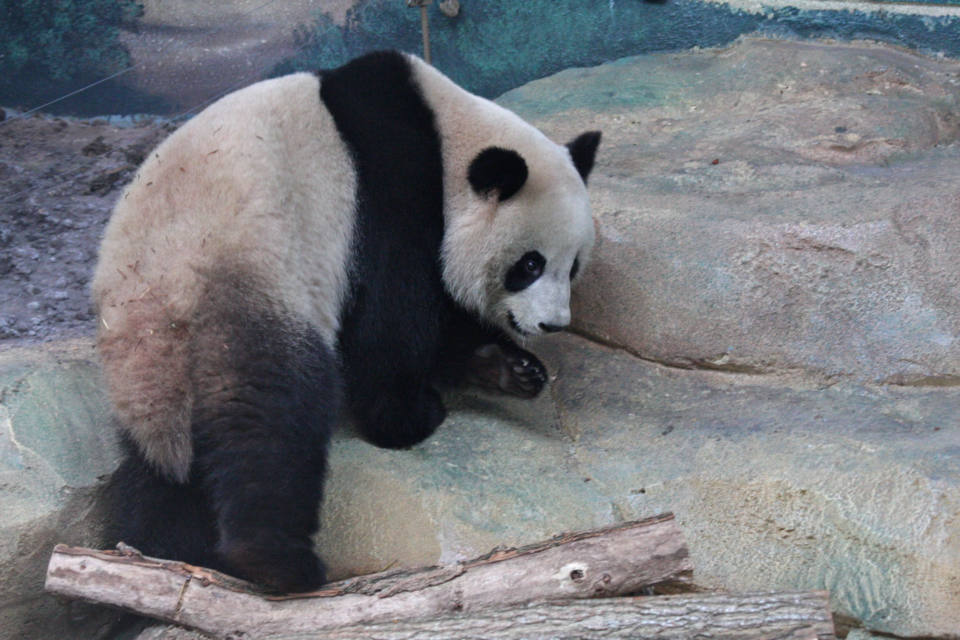 Huan Huan &amp; Yuan Zi arrive in France