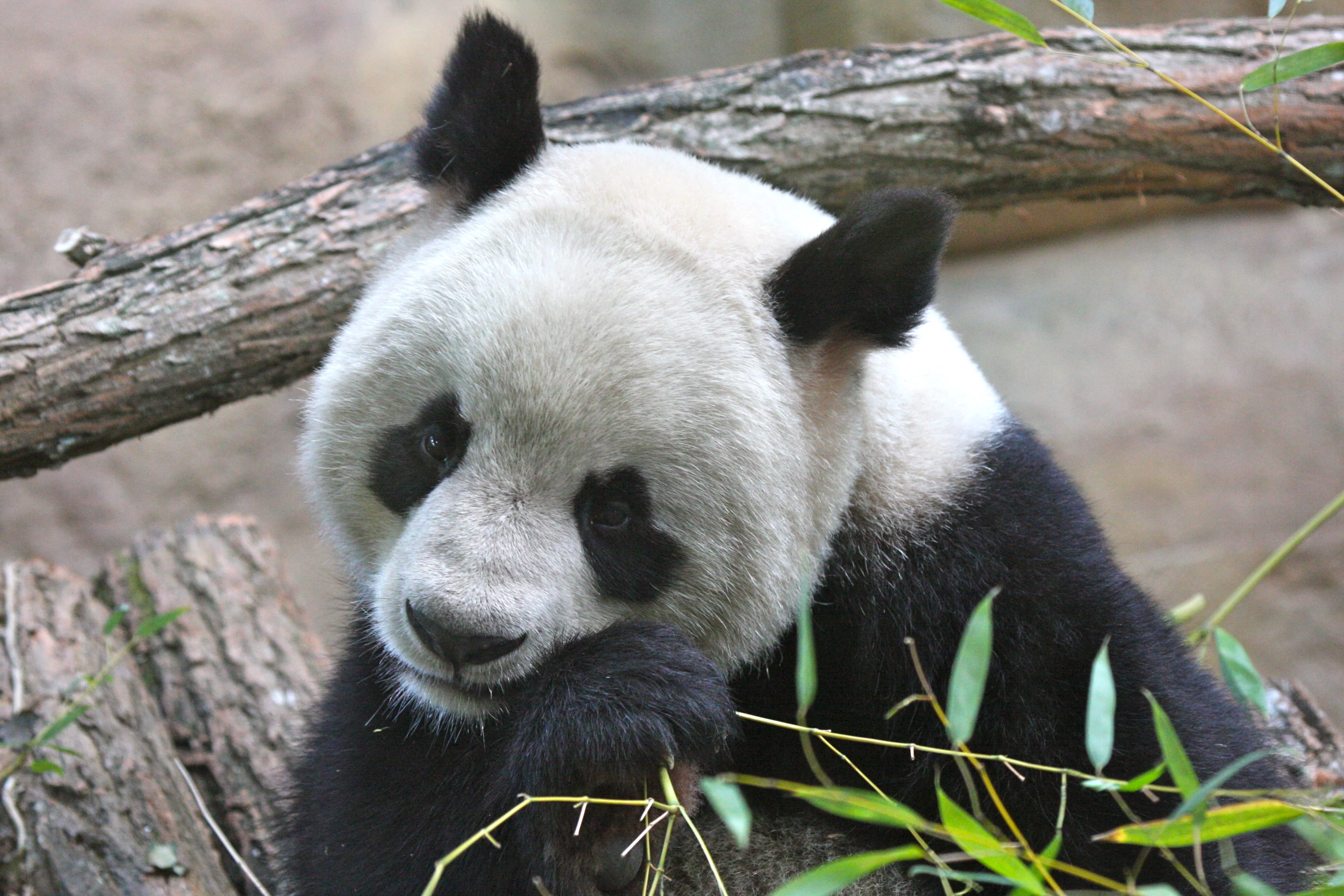Huan Huan &amp; Yuan Zi arrive in France