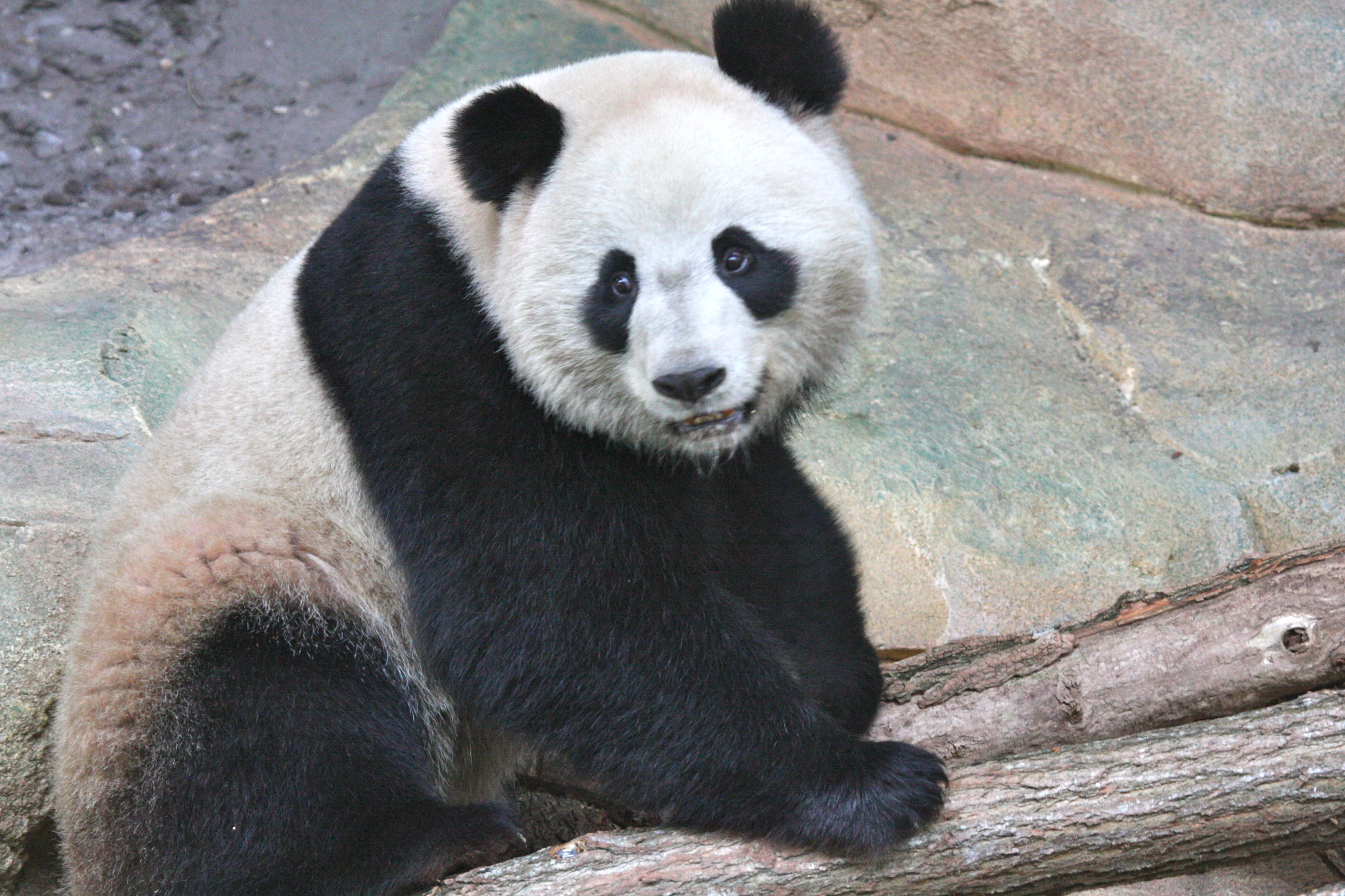 Huan Huan &amp; Yuan Zi arrive in France