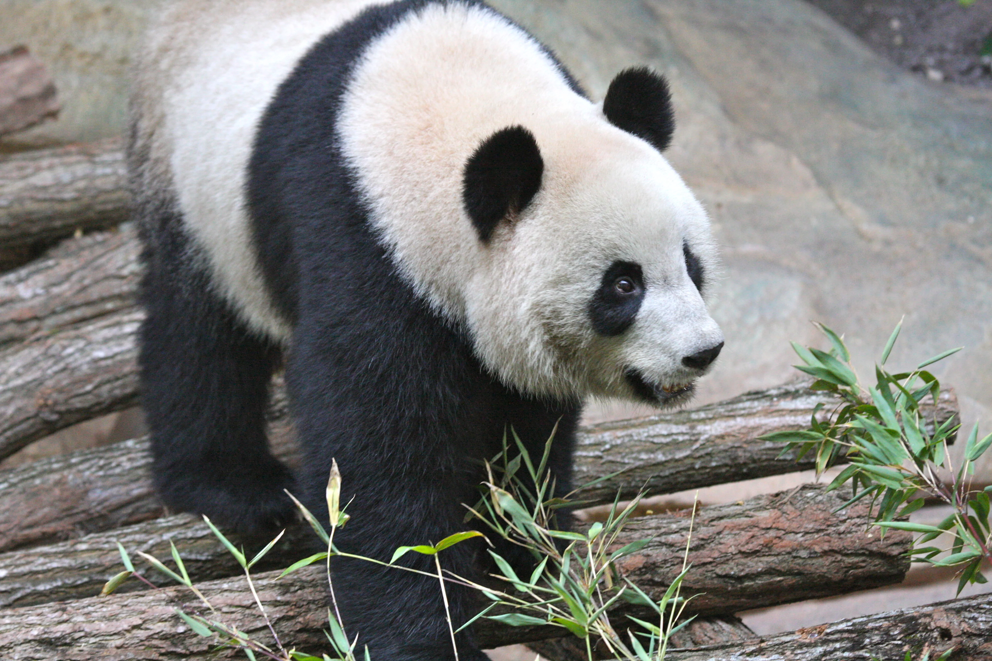 Huan Huan &amp; Yuan Zi arrive in France