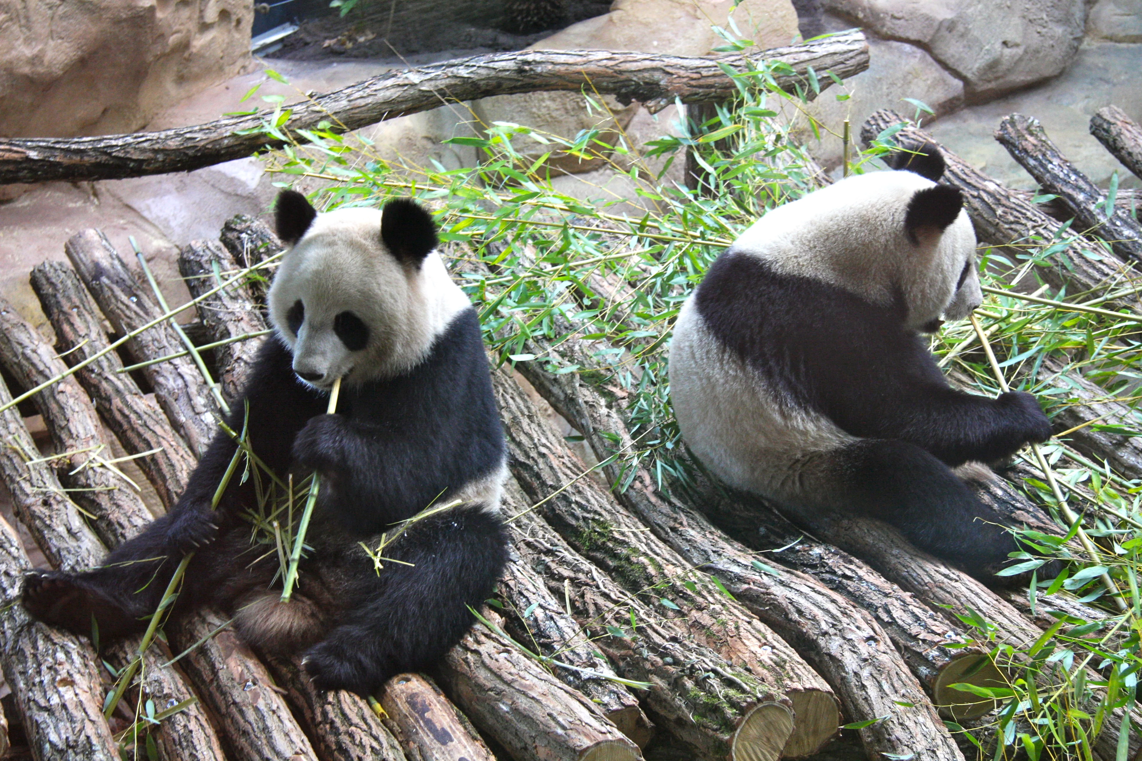 Huan Huan &amp; Yuan Zi arrive in France