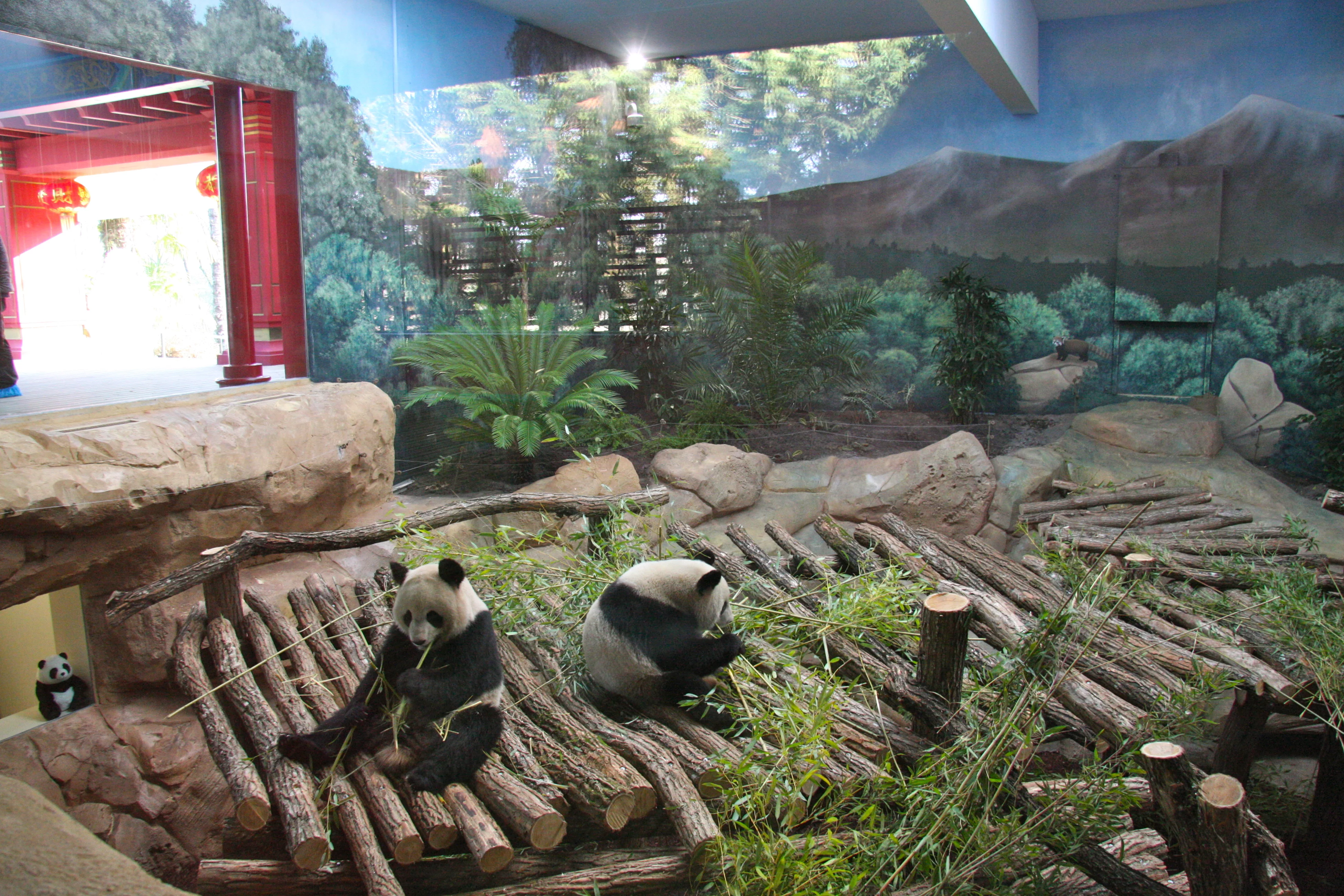 Huan Huan &amp; Yuan Zi arrive in France