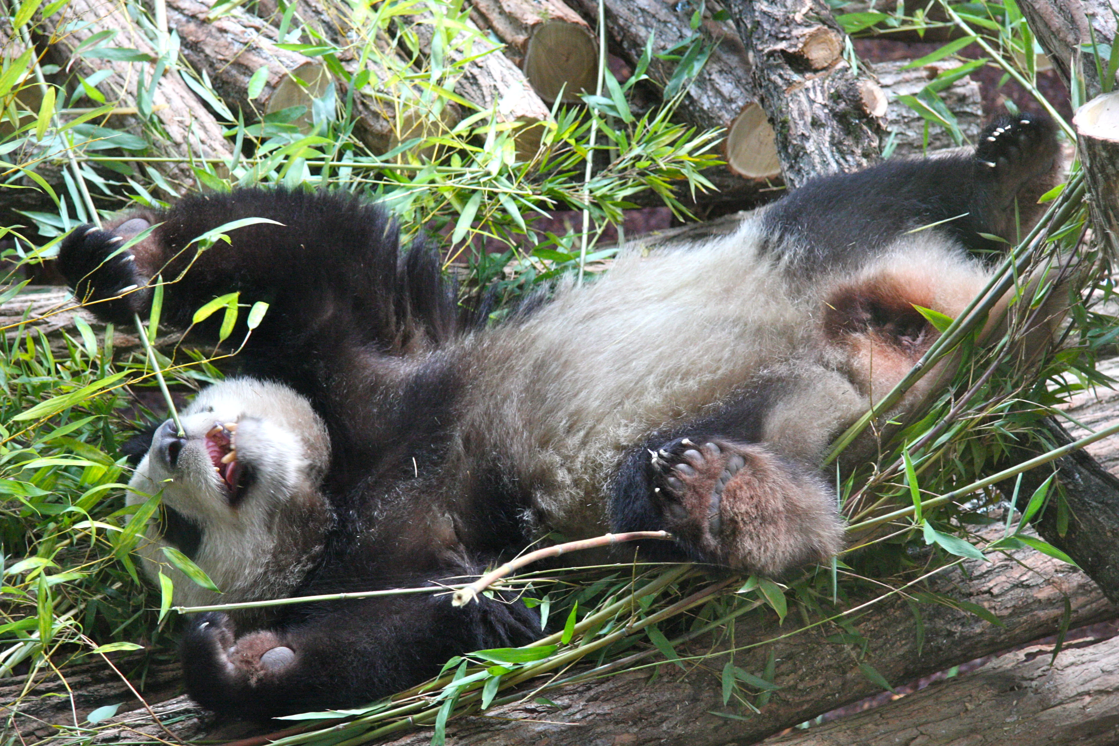 Huan Huan &amp; Yuan Zi arrive in France