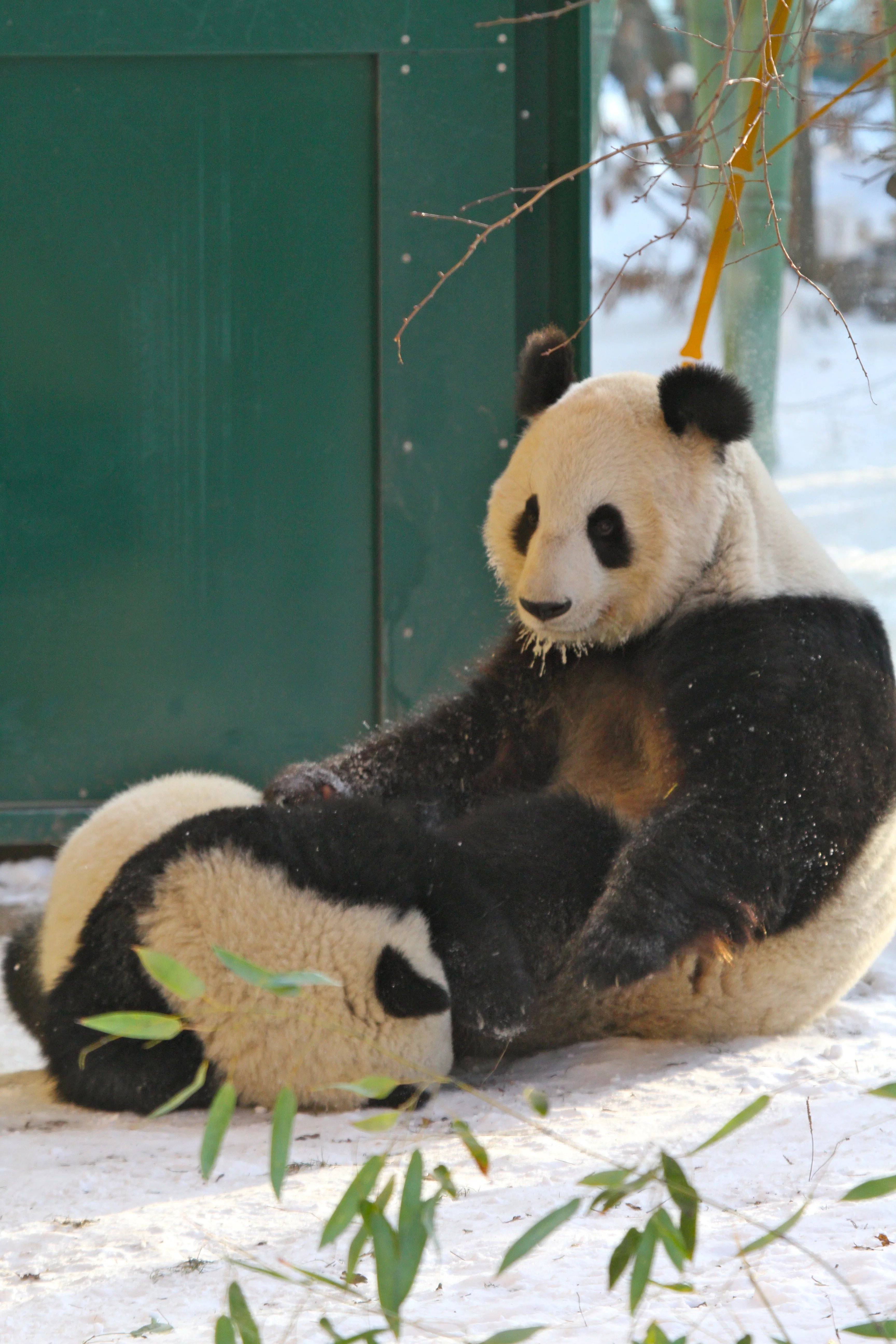 Tiergarten Schönbrunn