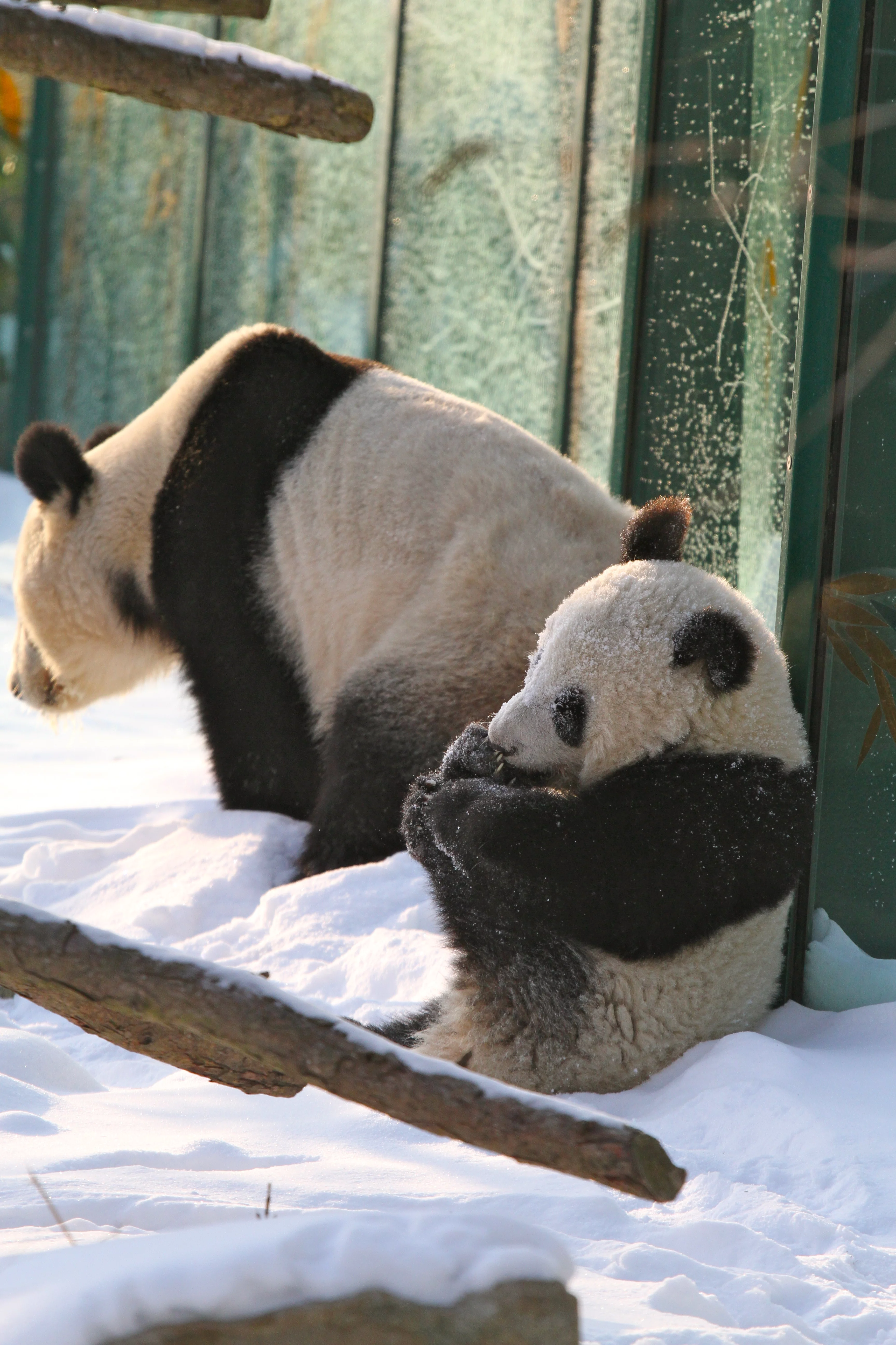Tiergarten Schönbrunn